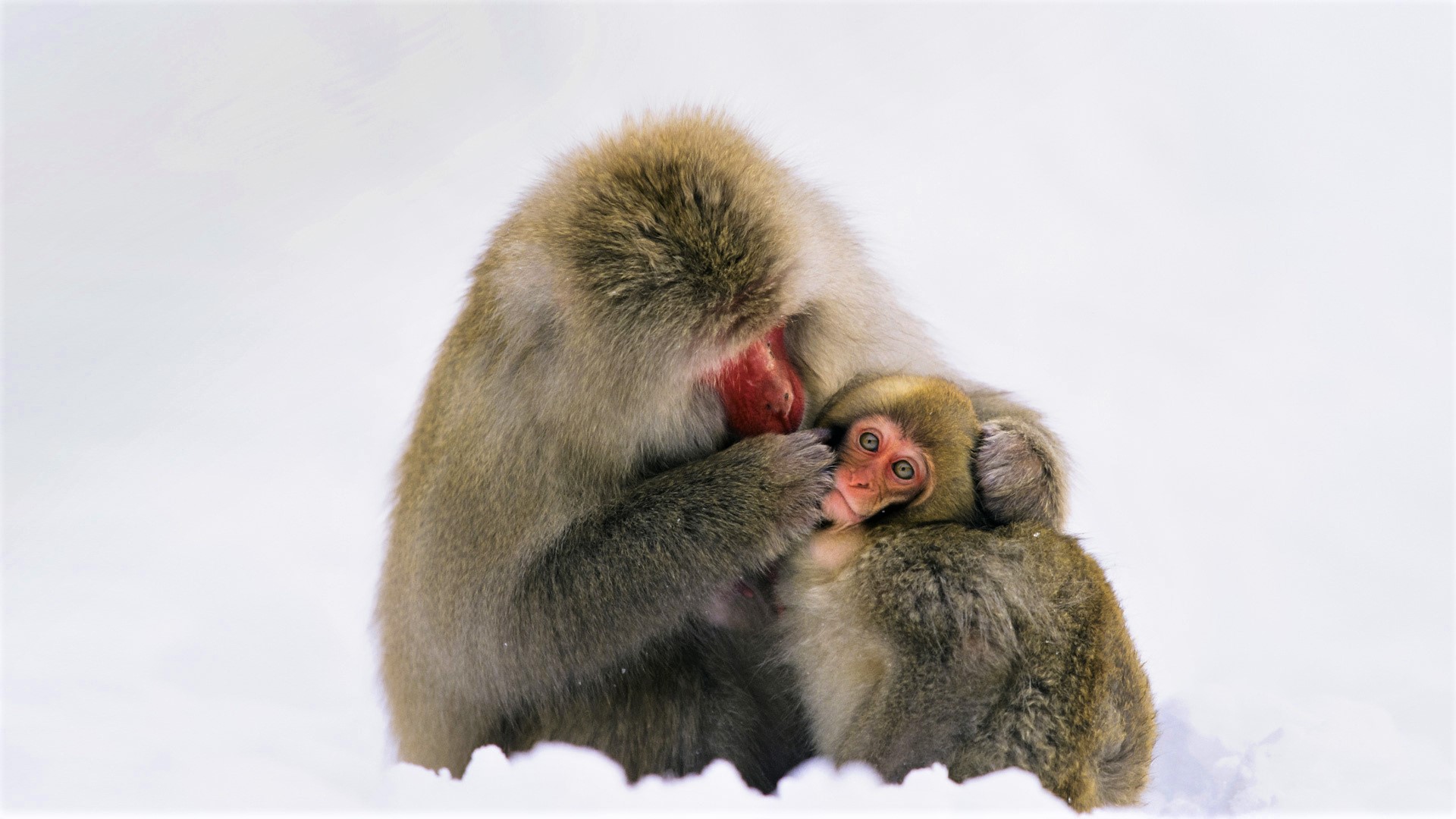 Download mobile wallpaper Love, Monkeys, Monkey, Animal, Cute, Japanese Macaque, Baby Animal for free.
