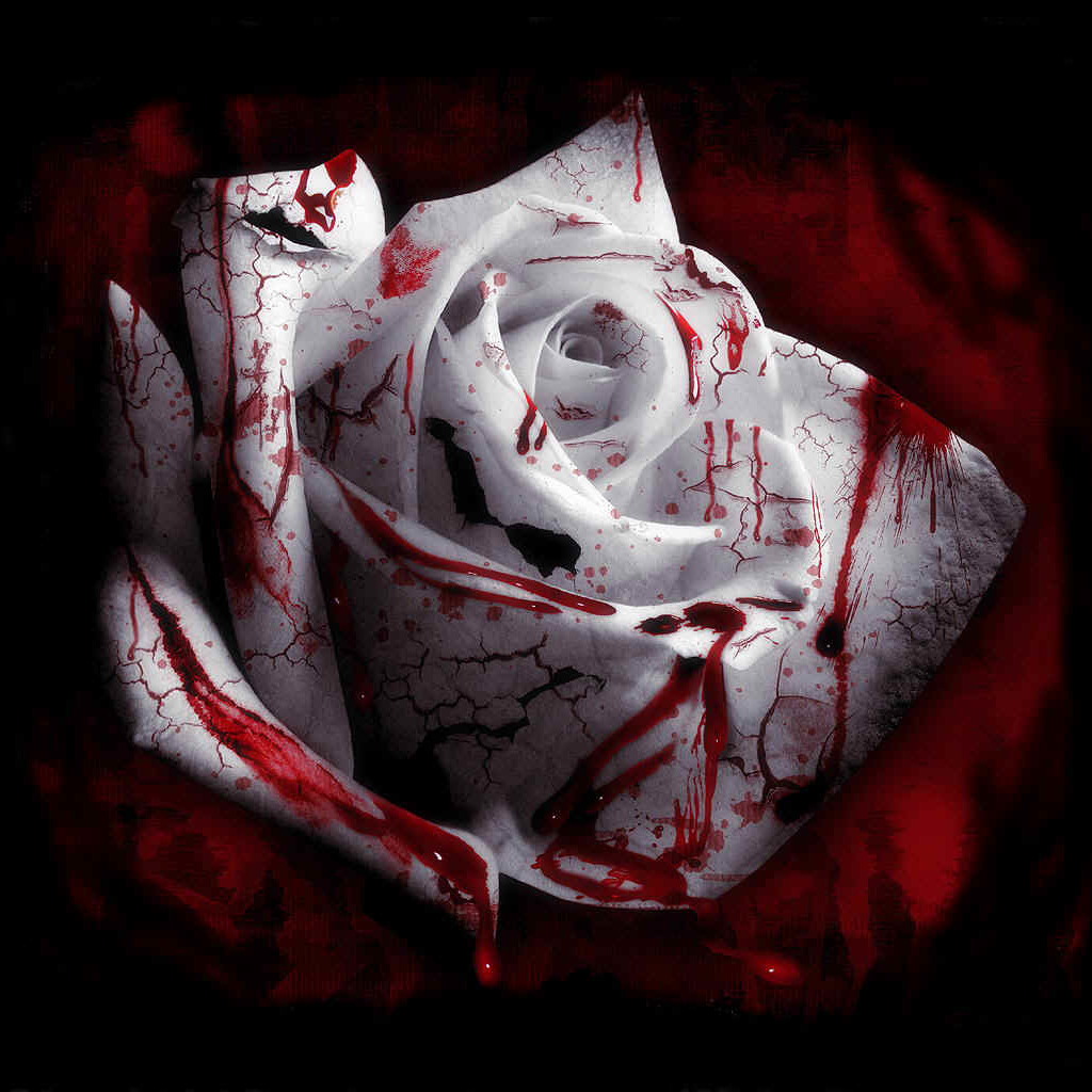 Free download wallpaper Blood, Flower, Dark, Rose, White Rose, White Flower on your PC desktop