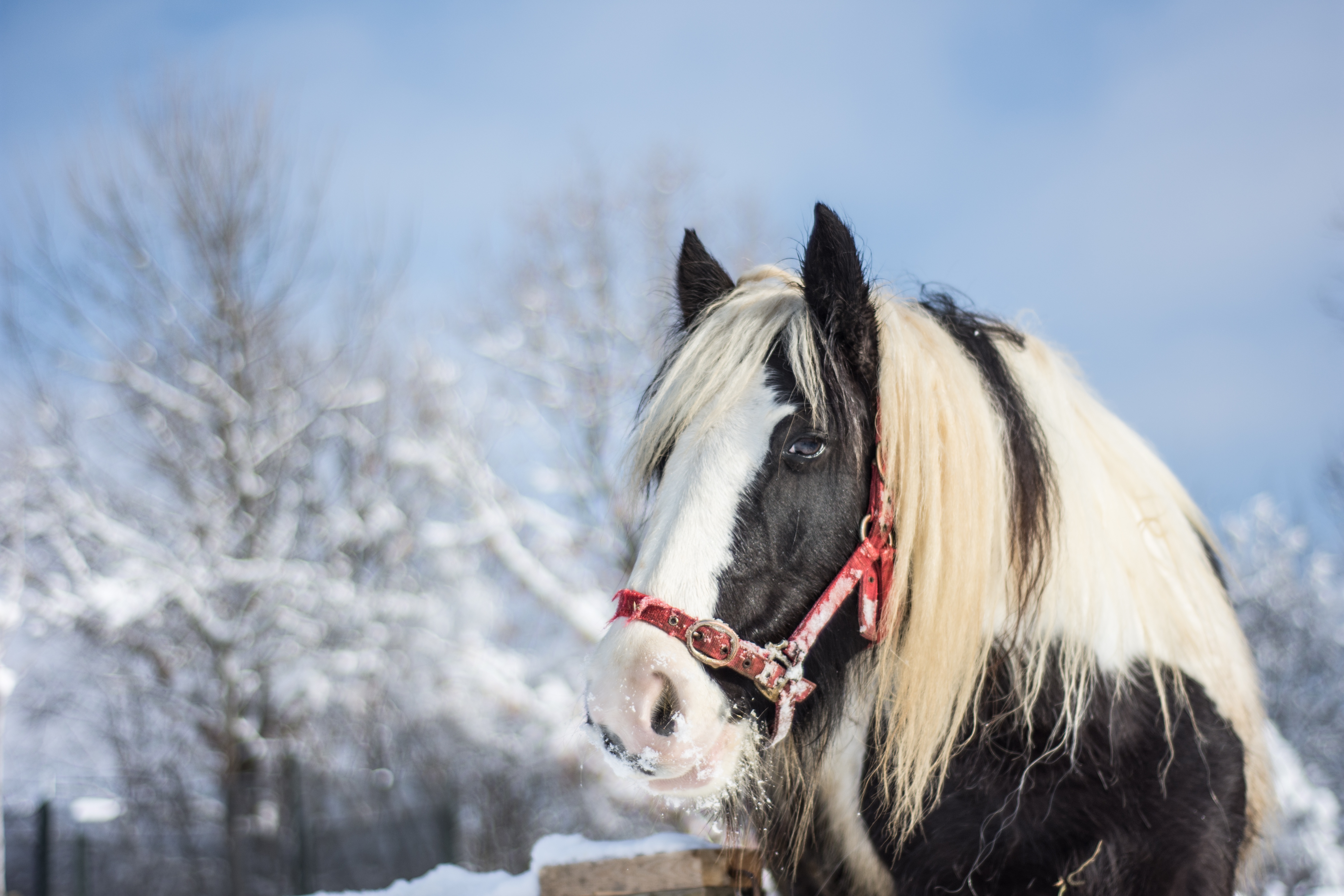 animals, winter, horse, stallion
