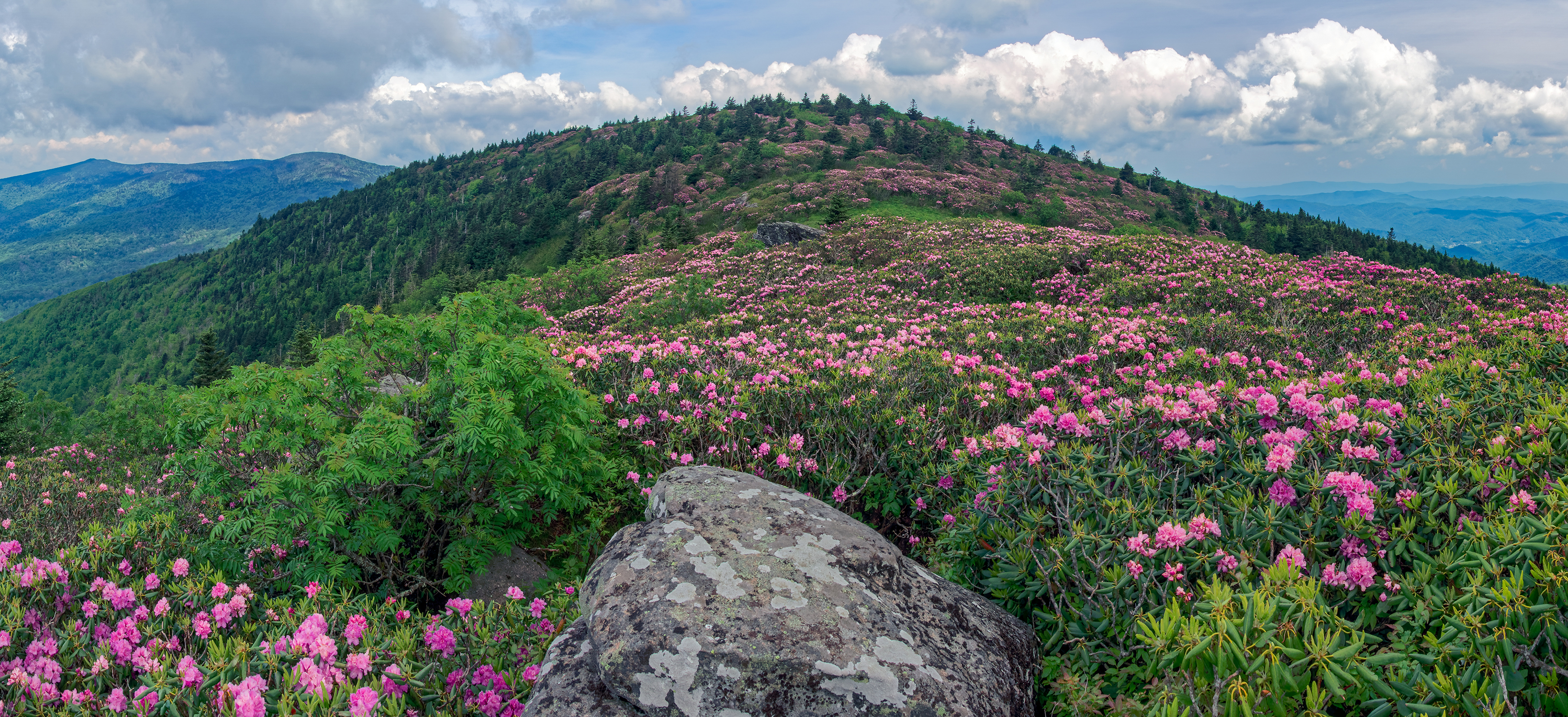 Free download wallpaper Flowers, Mountain, Flower, Forest, Earth, Spring on your PC desktop