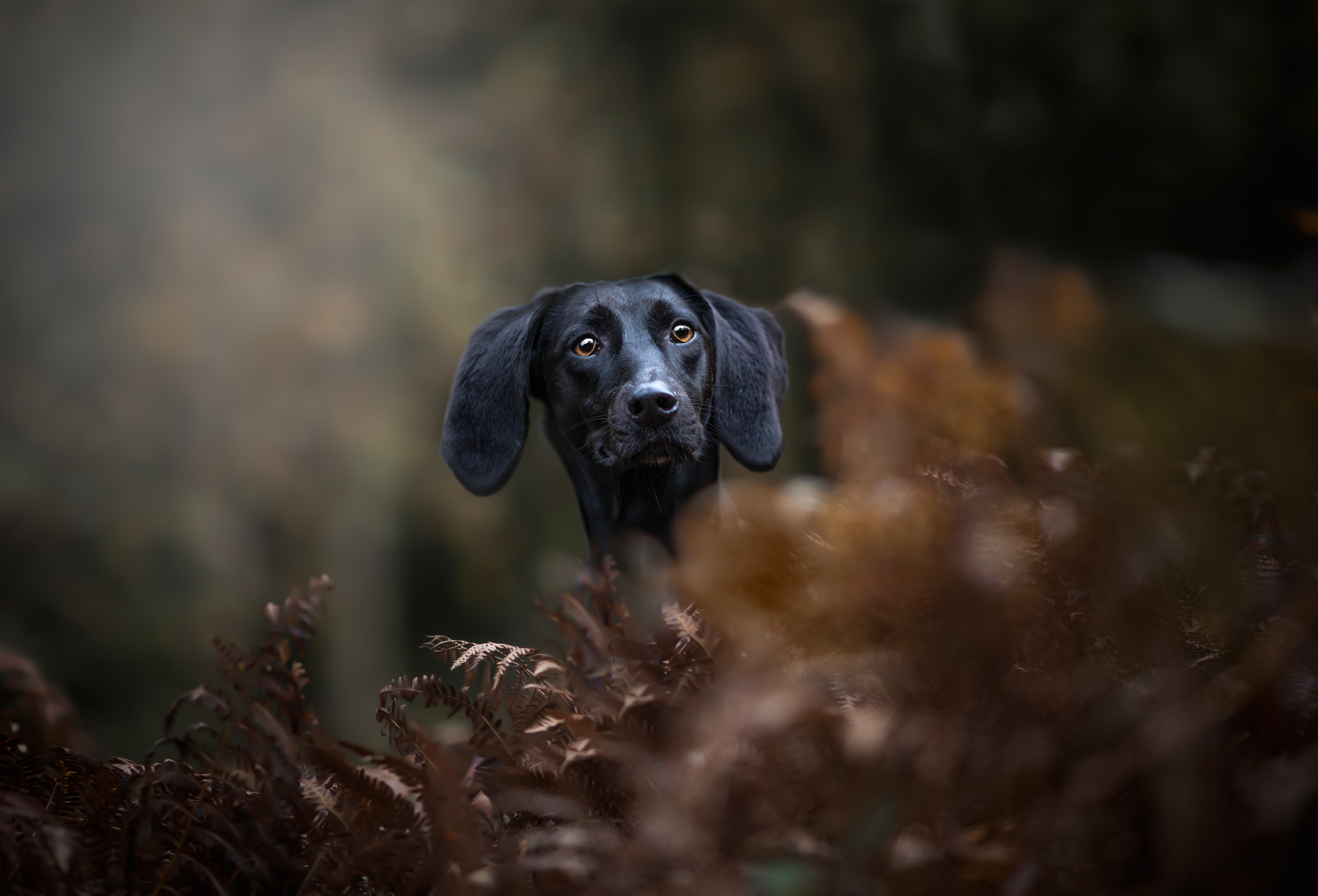 Free download wallpaper Dogs, Dog, Animal, Dachshund, Depth Of Field on your PC desktop