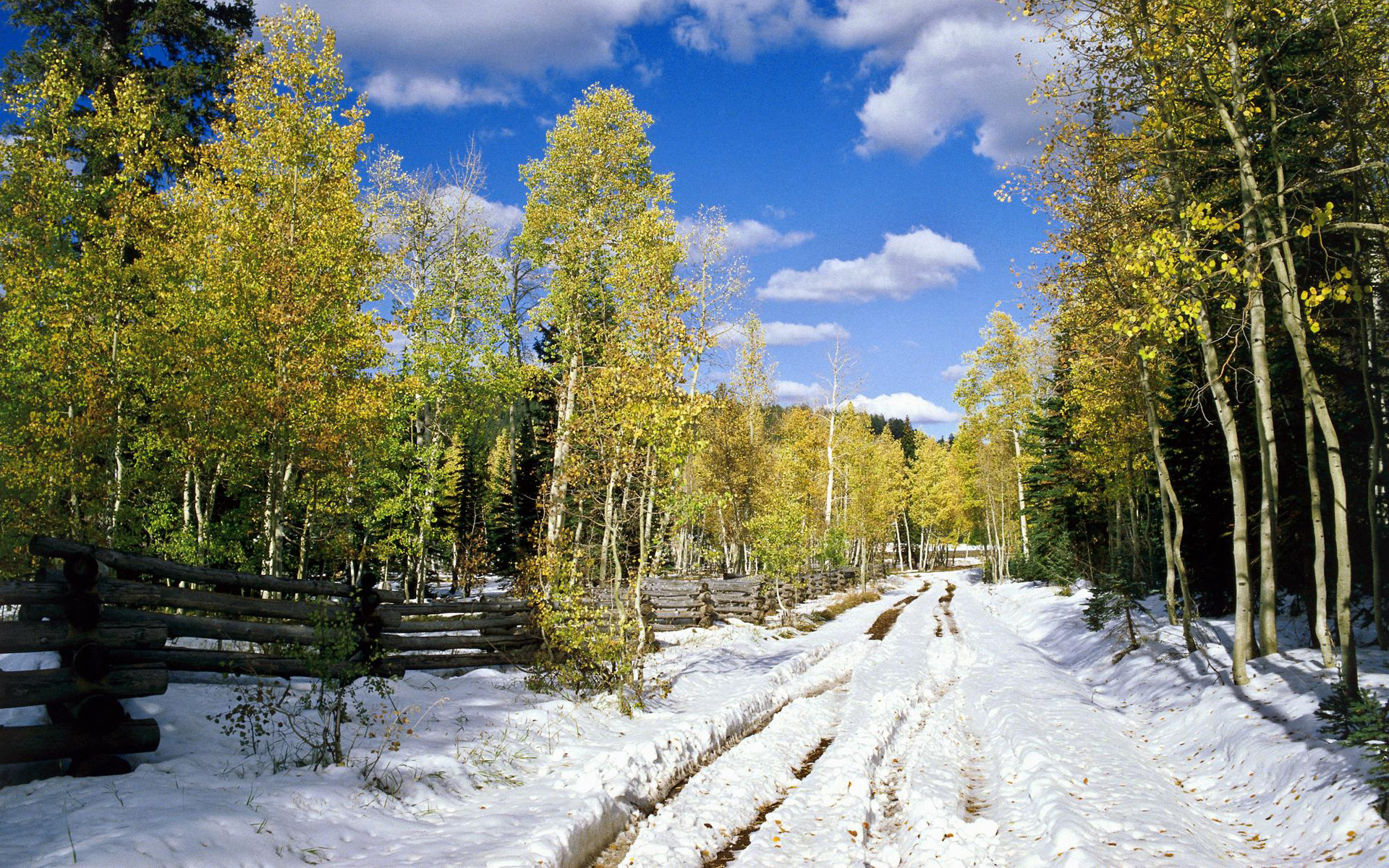 Скачать картинку Снег, Зима, Дерево, Земля/природа в телефон бесплатно.