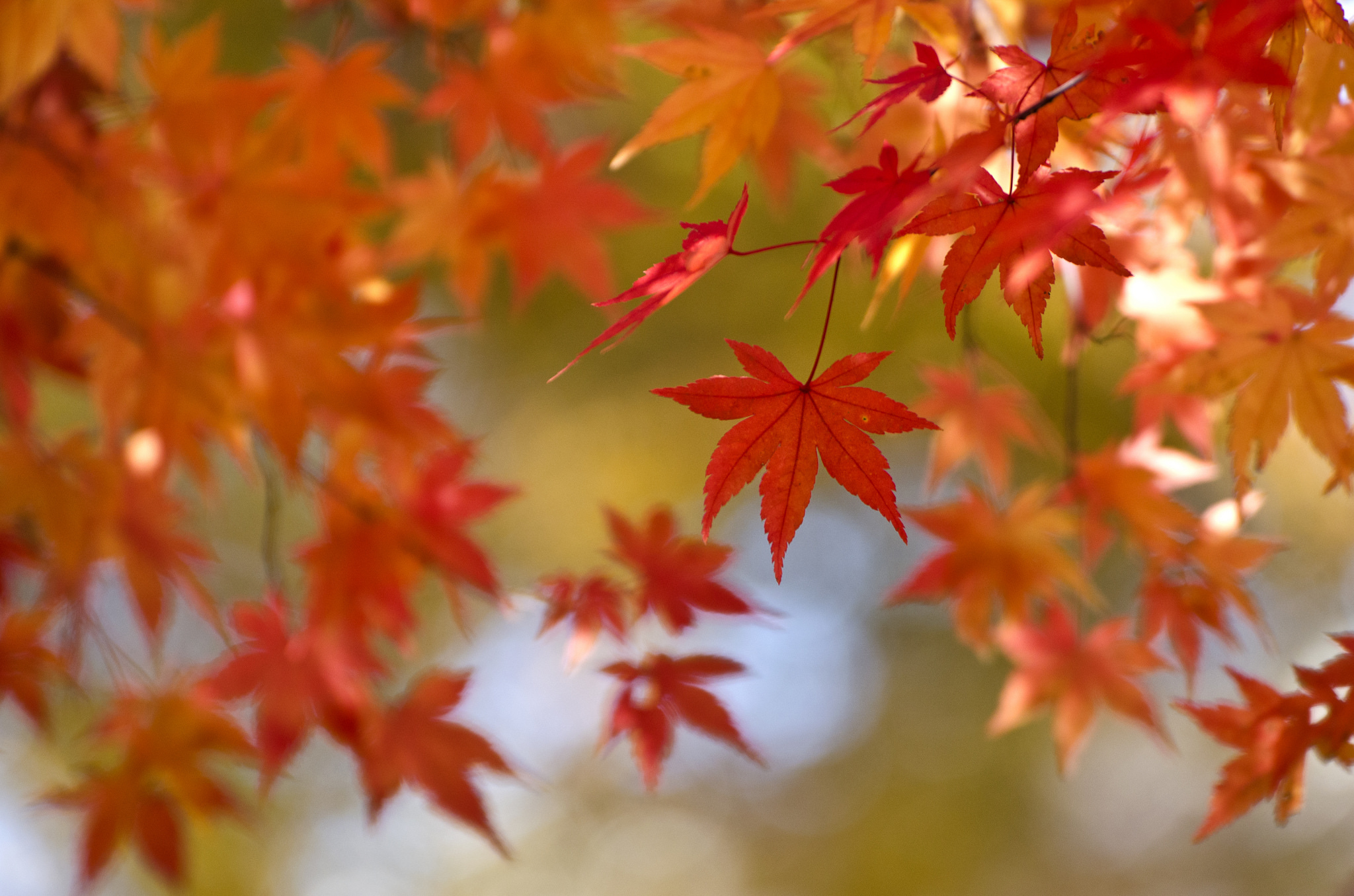 Скачать картинку Природа, Осень, Лист, Размытие, Кленовый Лист, Земля/природа в телефон бесплатно.