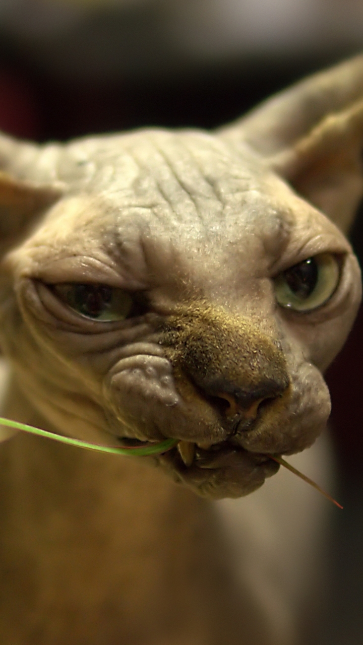 sphynx cat, animal, cat for android