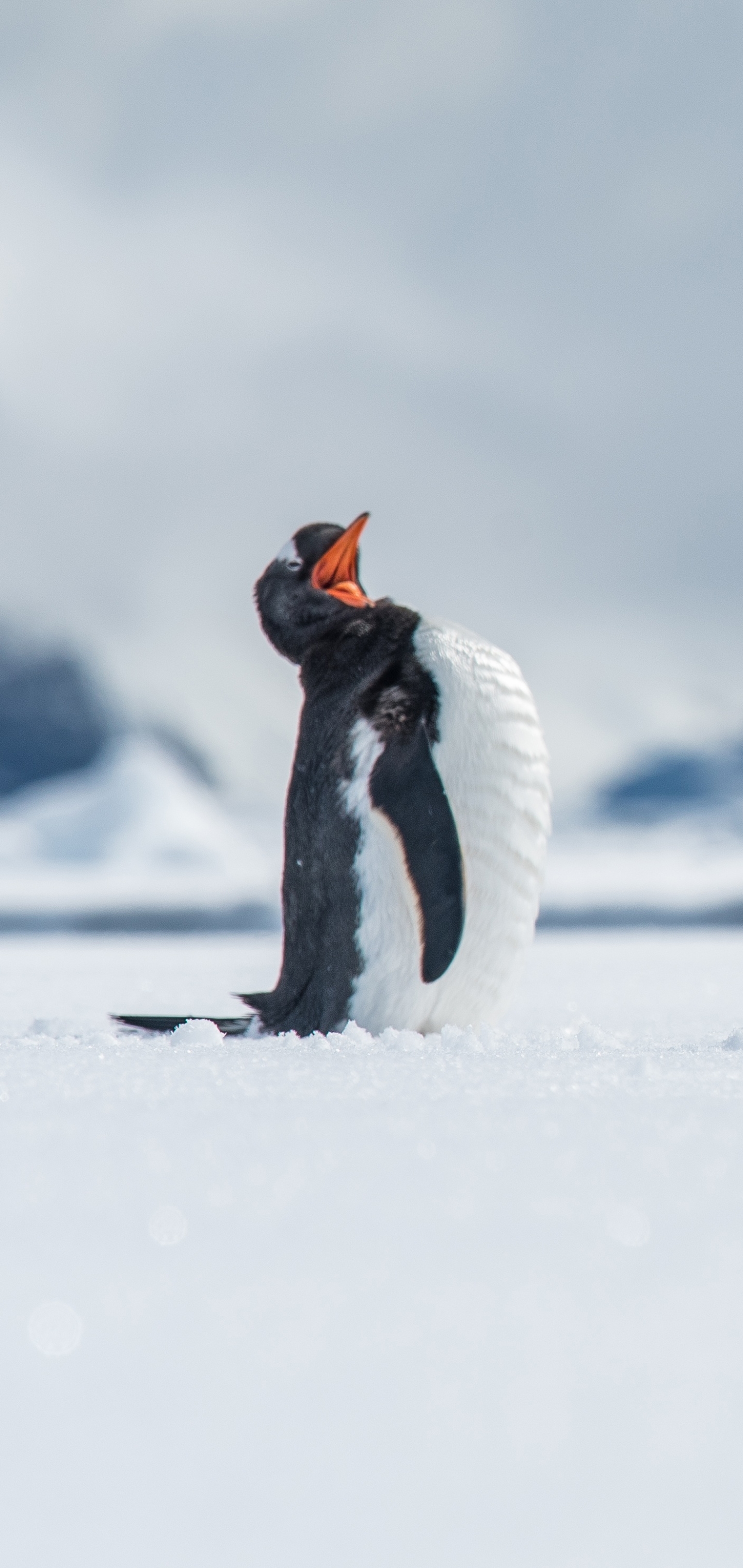 Download mobile wallpaper Birds, Snow, Animal, Penguin, Baby Animal for free.