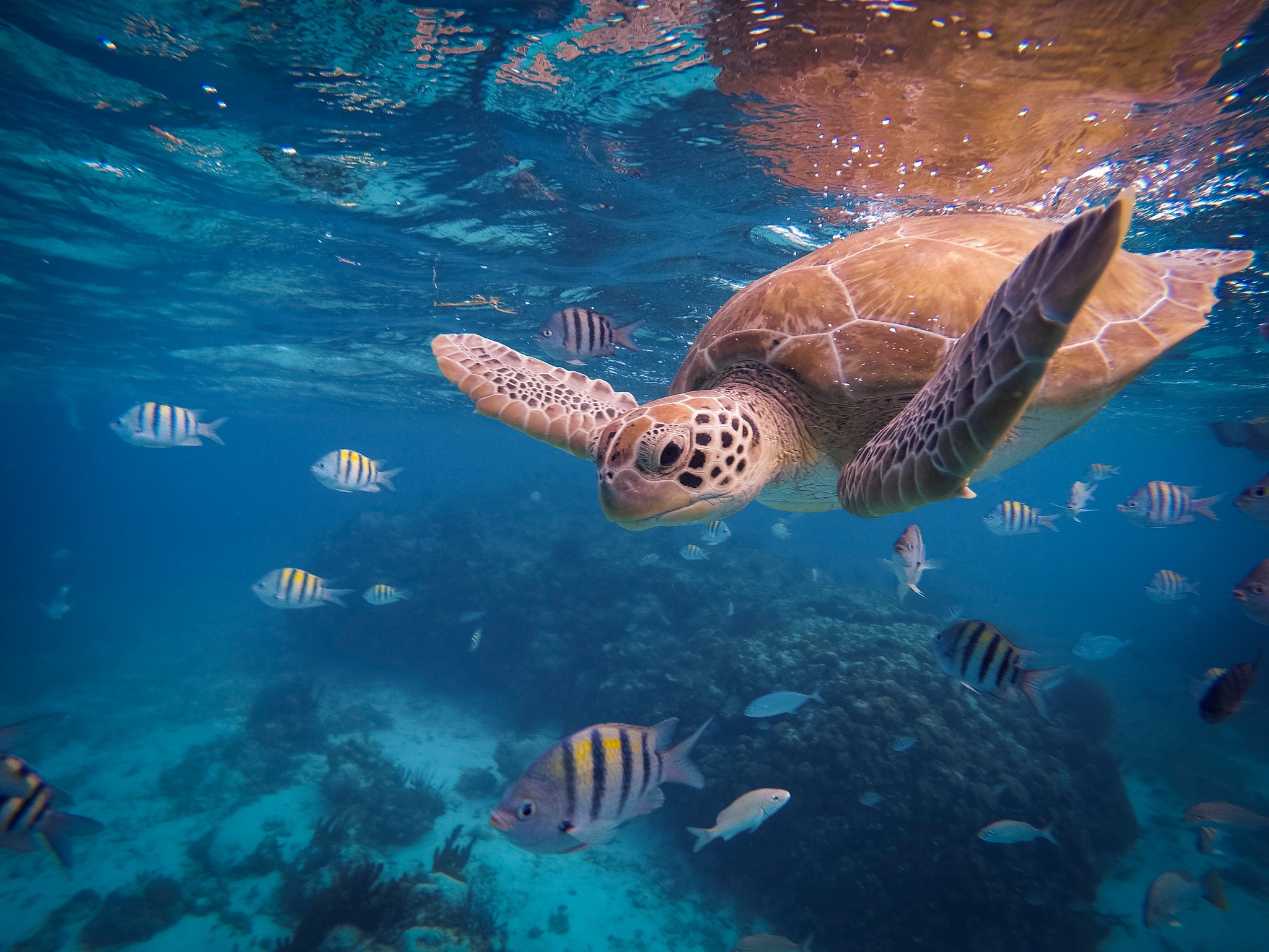 417251 descargar imagen tortugas, pez tropical, animales, tortuga marina, vida marina, submarina: fondos de pantalla y protectores de pantalla gratis