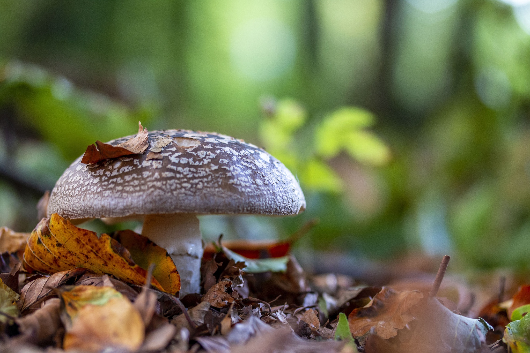 Download mobile wallpaper Macro, Fall, Earth, Mushroom for free.