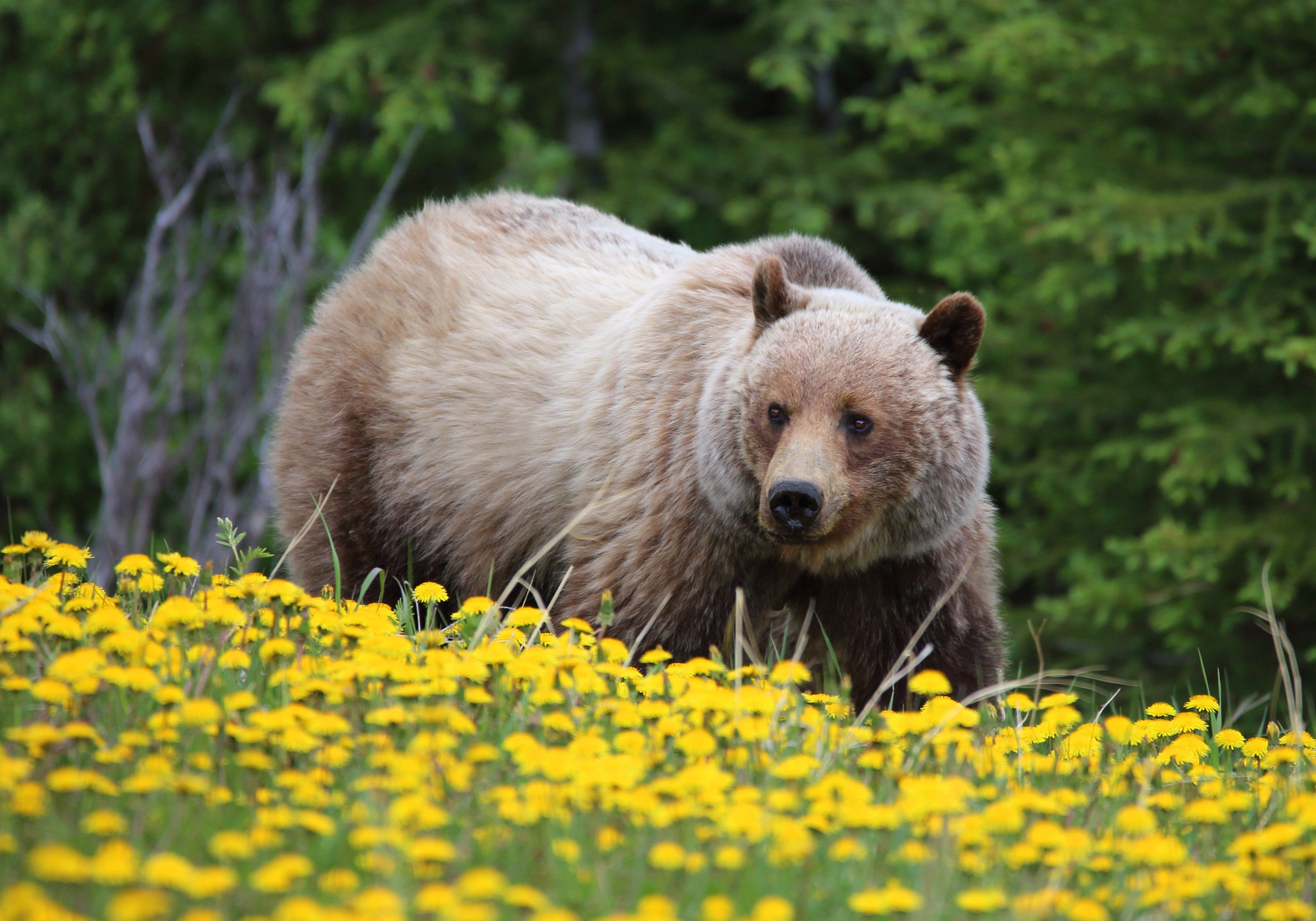 469959 Bild herunterladen tiere, grizzlybär, löwenzahn, blume, grizzly, bären - Hintergrundbilder und Bildschirmschoner kostenlos