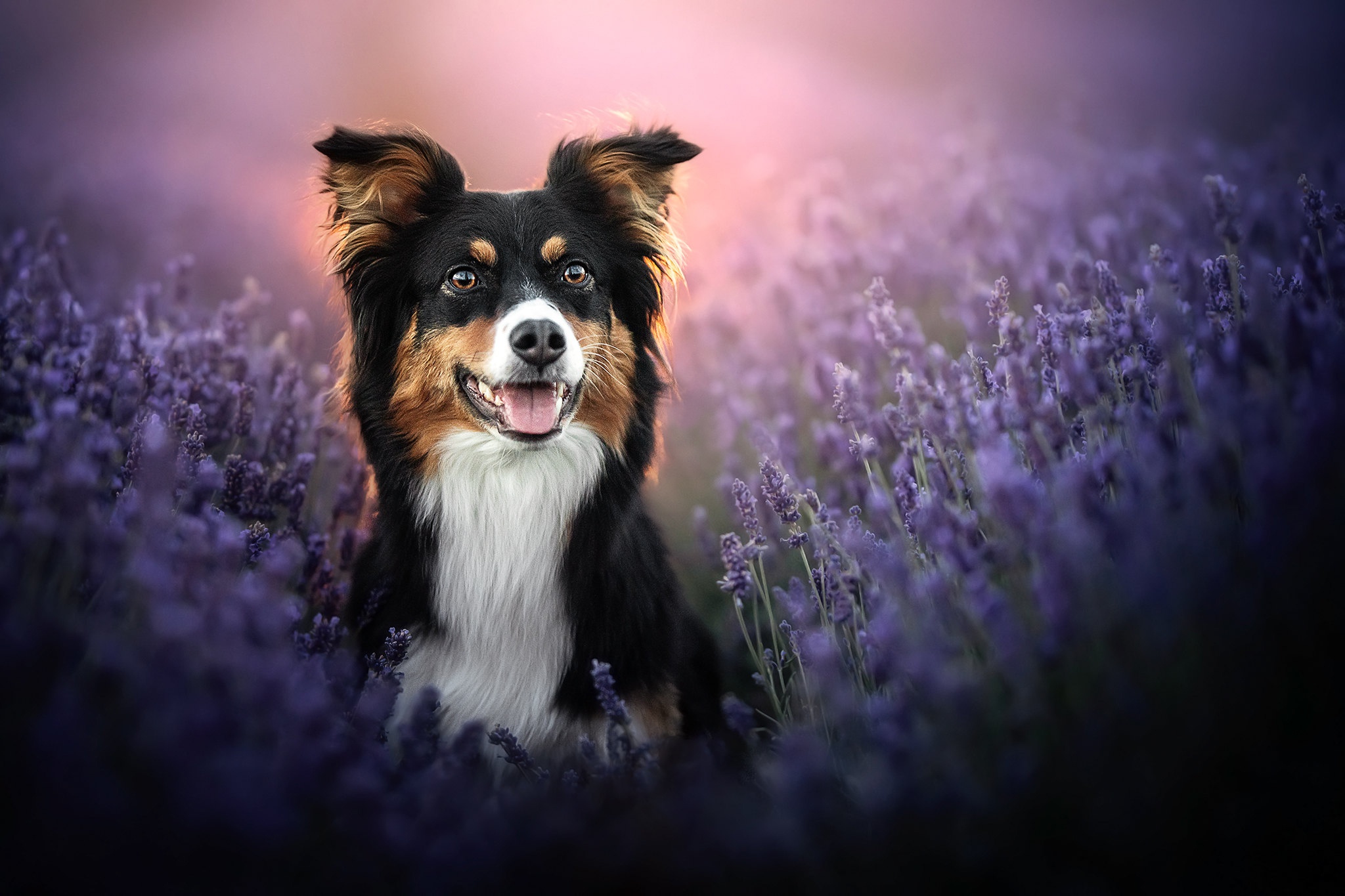 Handy-Wallpaper Tiere, Hunde, Hund, Lavendel kostenlos herunterladen.