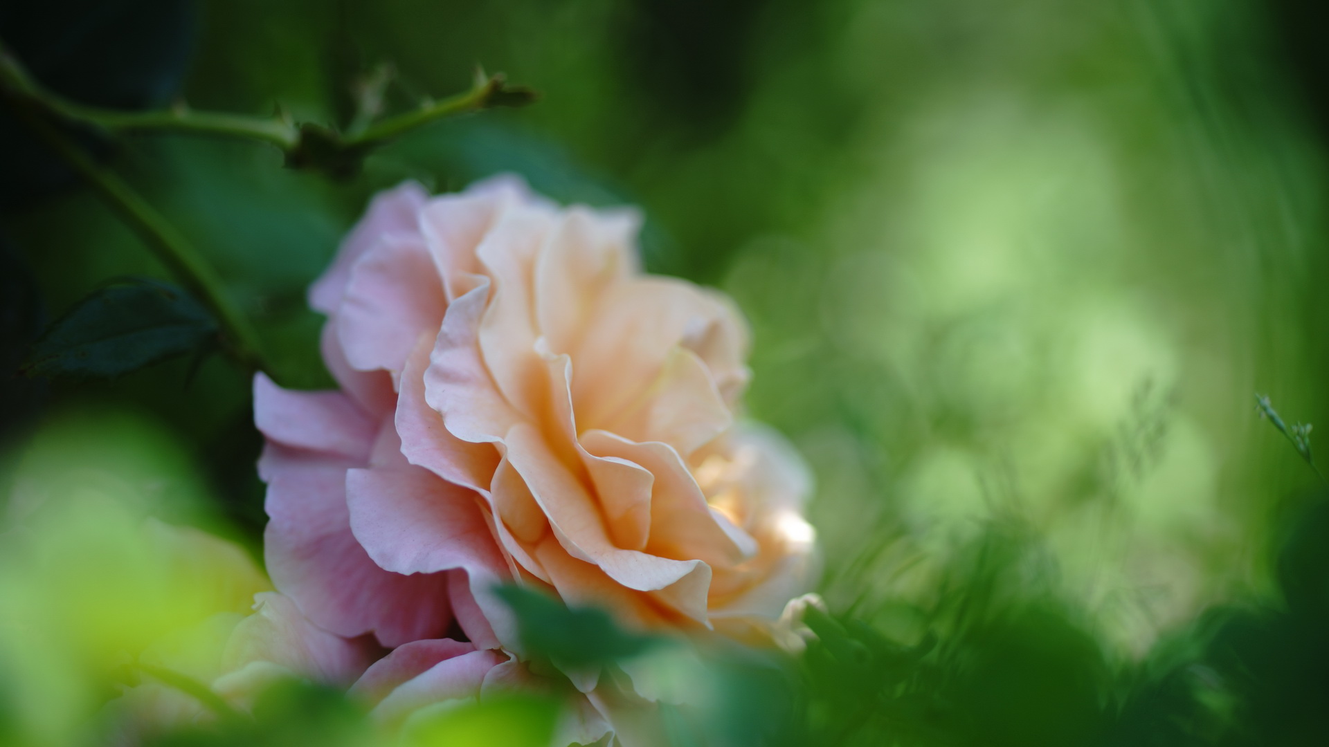Baixe gratuitamente a imagem Flores, Rosa, Bokeh, Terra/natureza na área de trabalho do seu PC