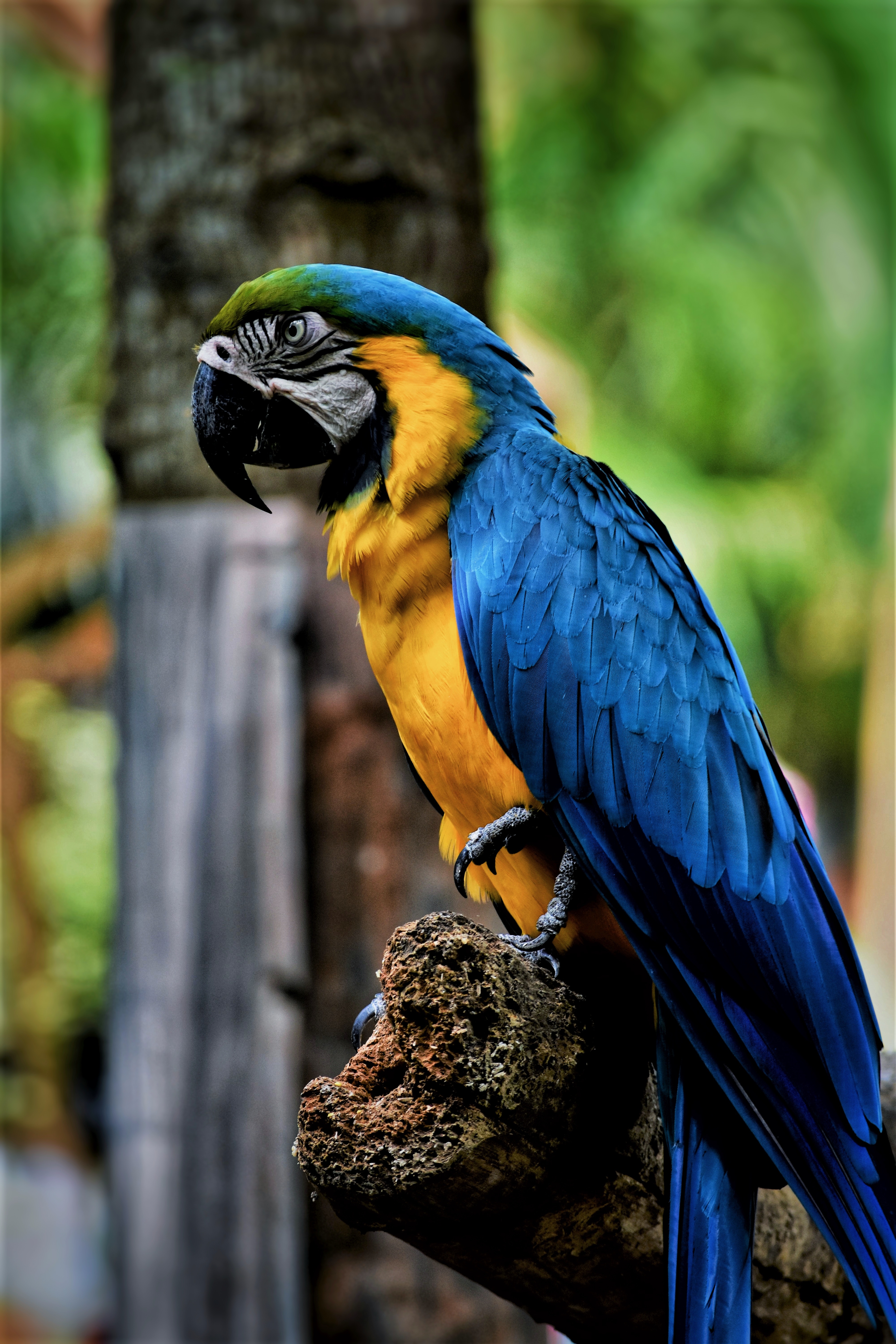 Macaw 4K Wallpaper