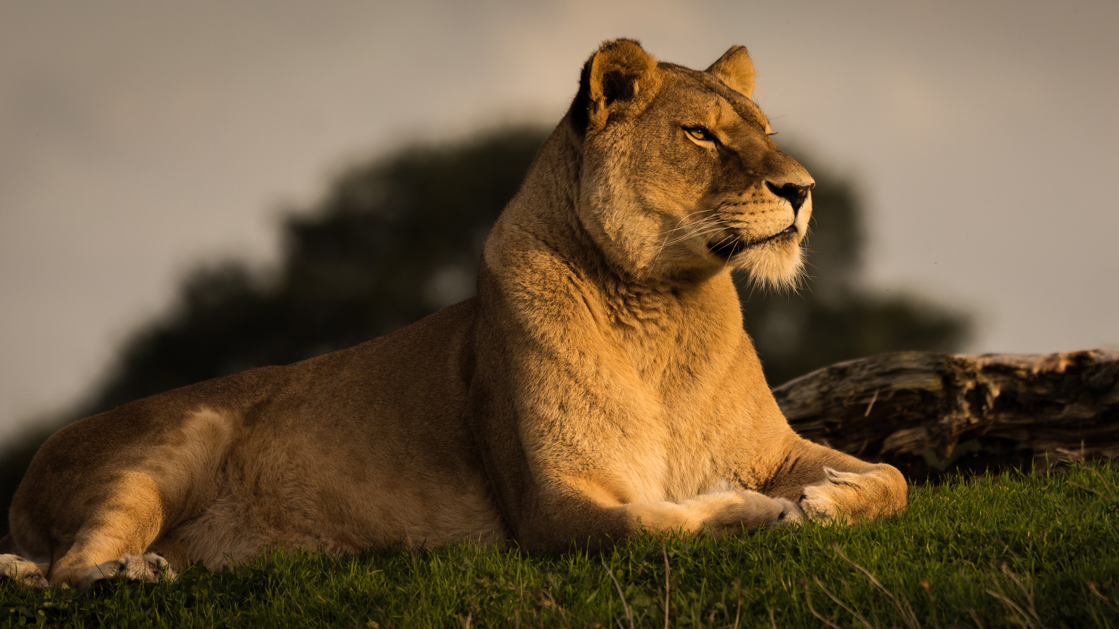 Téléchargez gratuitement l'image Lion, Chats, Animaux sur le bureau de votre PC