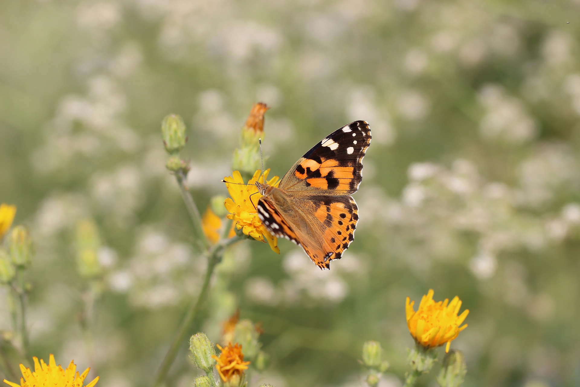 Free download wallpaper Flower, Macro, Insect, Butterfly, Animal on your PC desktop