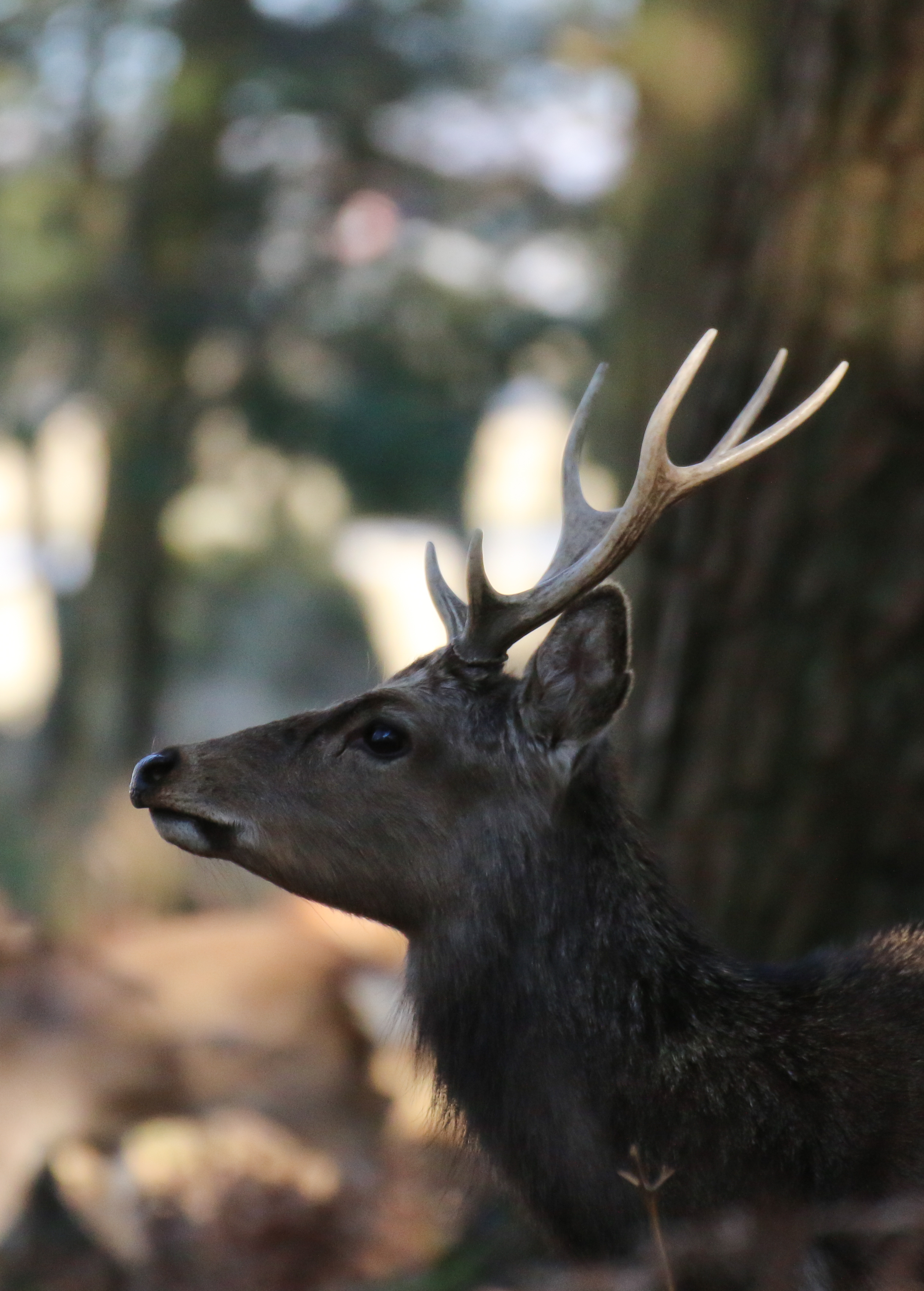Free download wallpaper Animal, Animals, Brown, Wildlife, Deer on your PC desktop