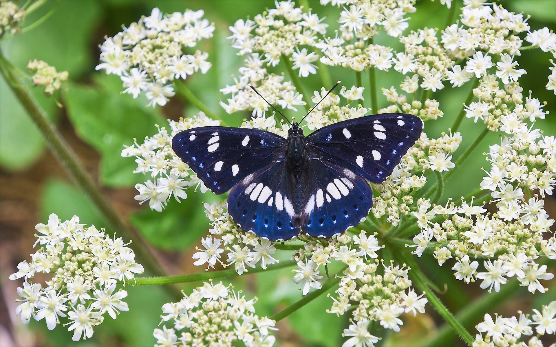 Download mobile wallpaper Butterfly, Animal, White Flower, Blossom for free.