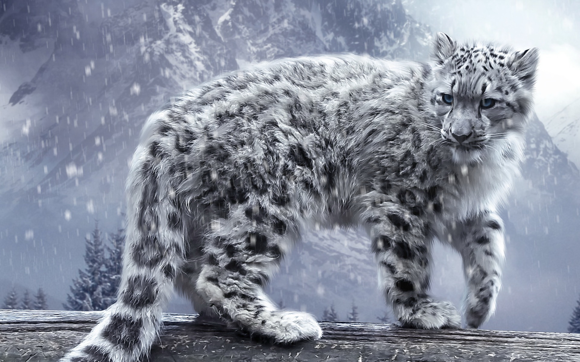 296762 télécharger le fond d'écran léopard des neiges, animaux, chats - économiseurs d'écran et images gratuitement