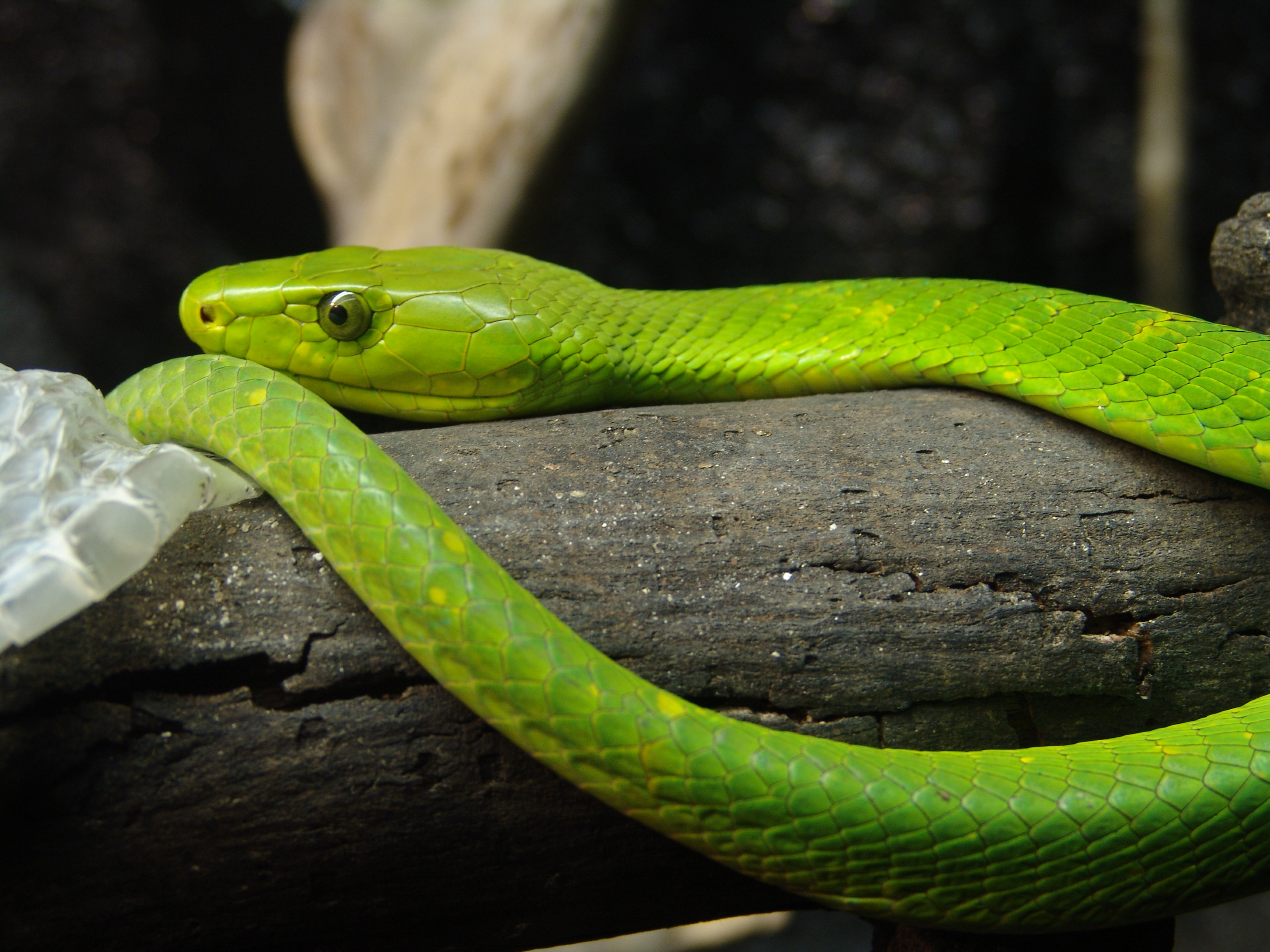 Download mobile wallpaper Animal, Eastern Green Mamba for free.