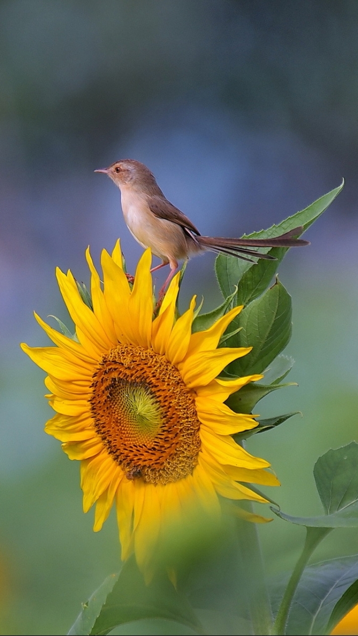 Baixar papel de parede para celular de Pássaro, Aves, Animais gratuito.