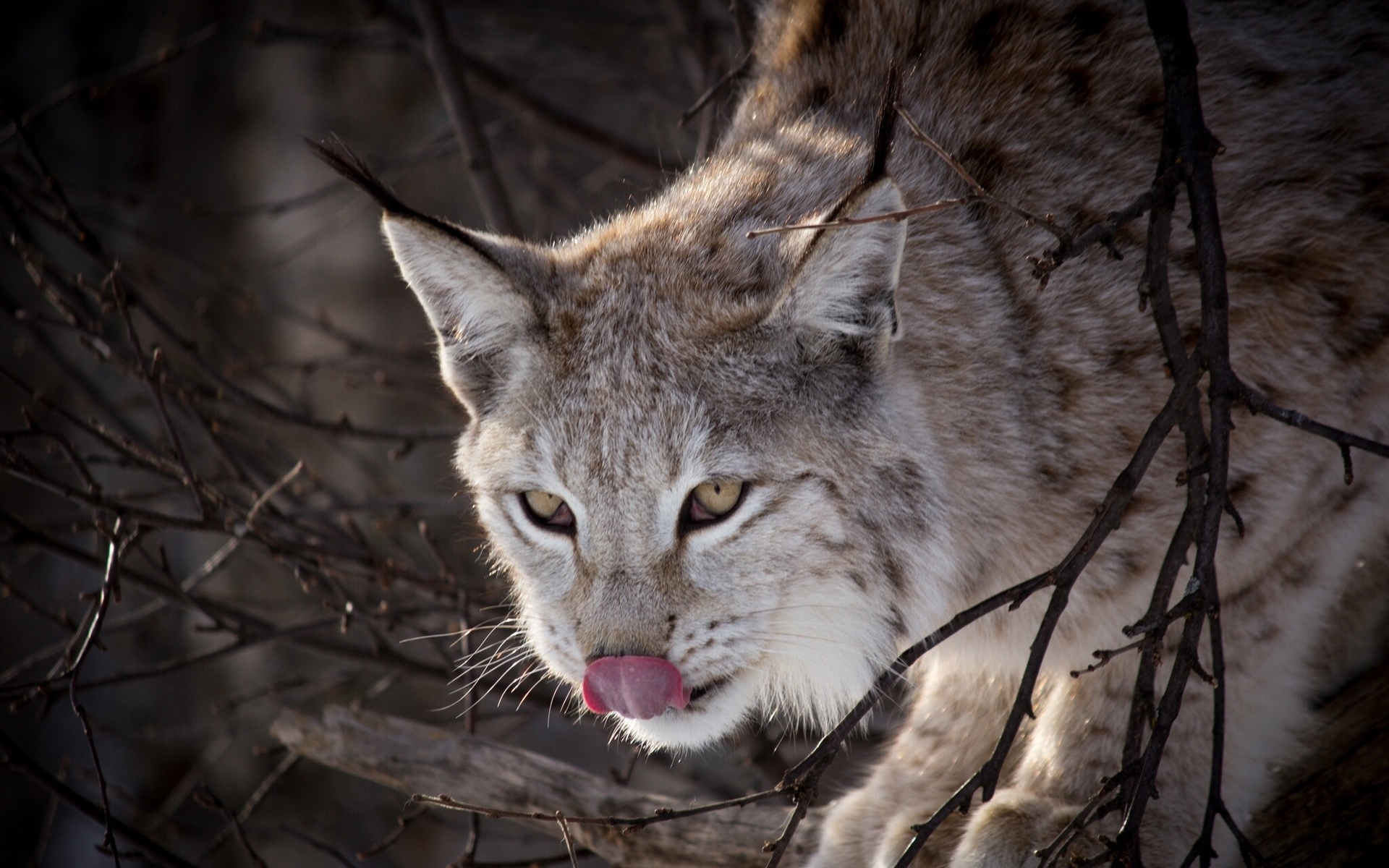 Téléchargez gratuitement l'image Animaux, Chats, Lynx sur le bureau de votre PC