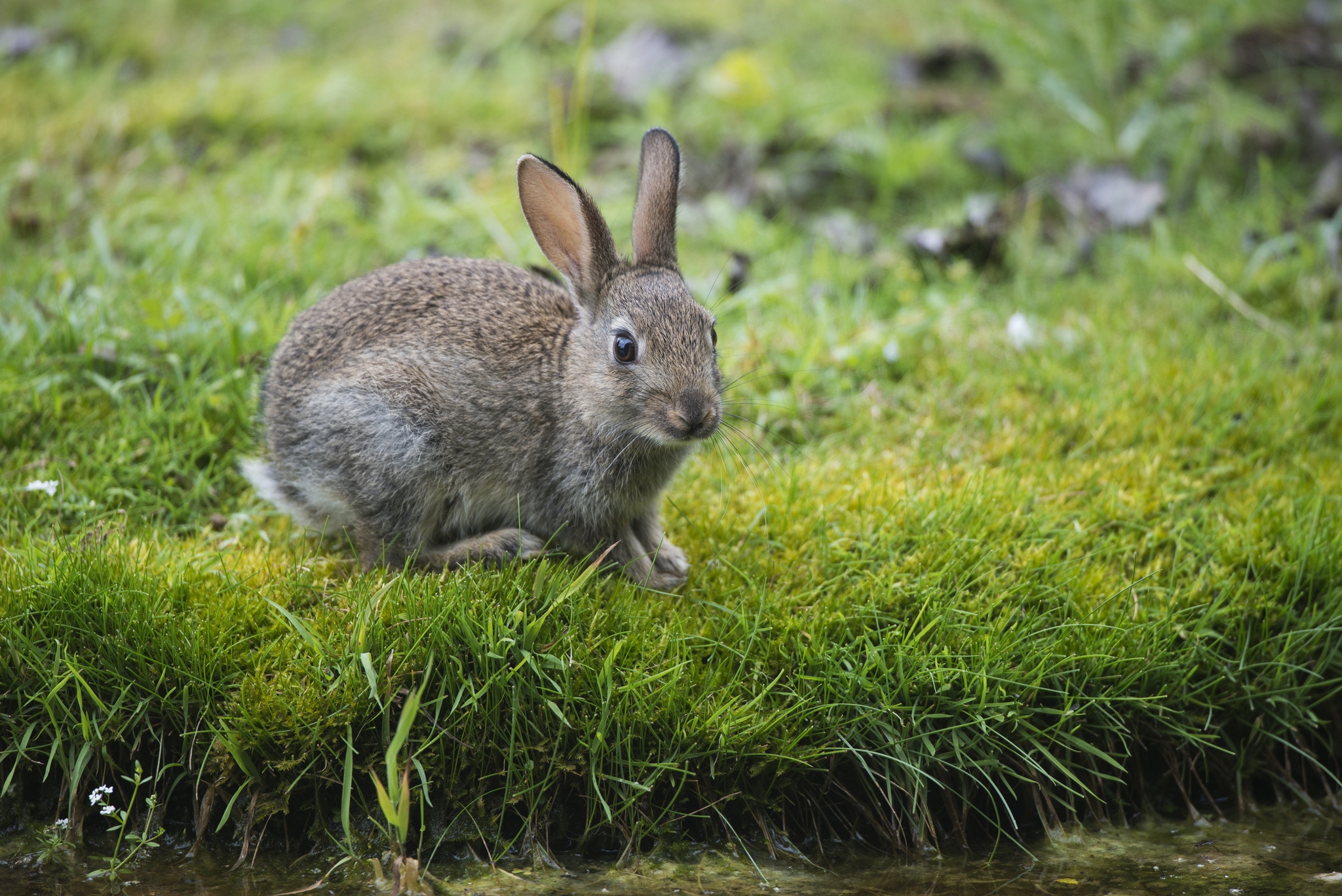 無料モバイル壁紙動物, 川, 草, 視力, 意見, 兎, 野ウサギ, ウサギをダウンロードします。