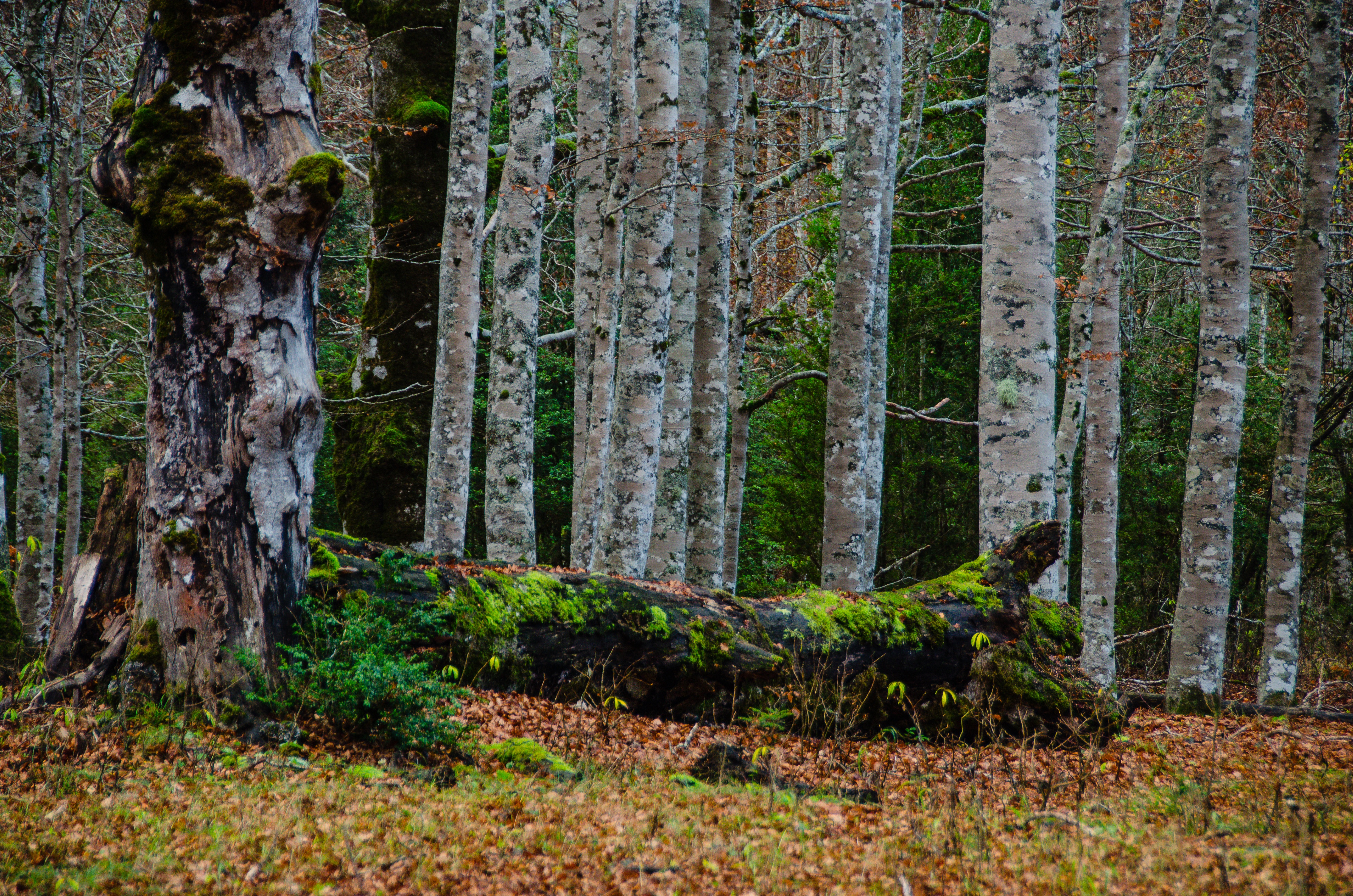 nature, trees, birches, forest, moss