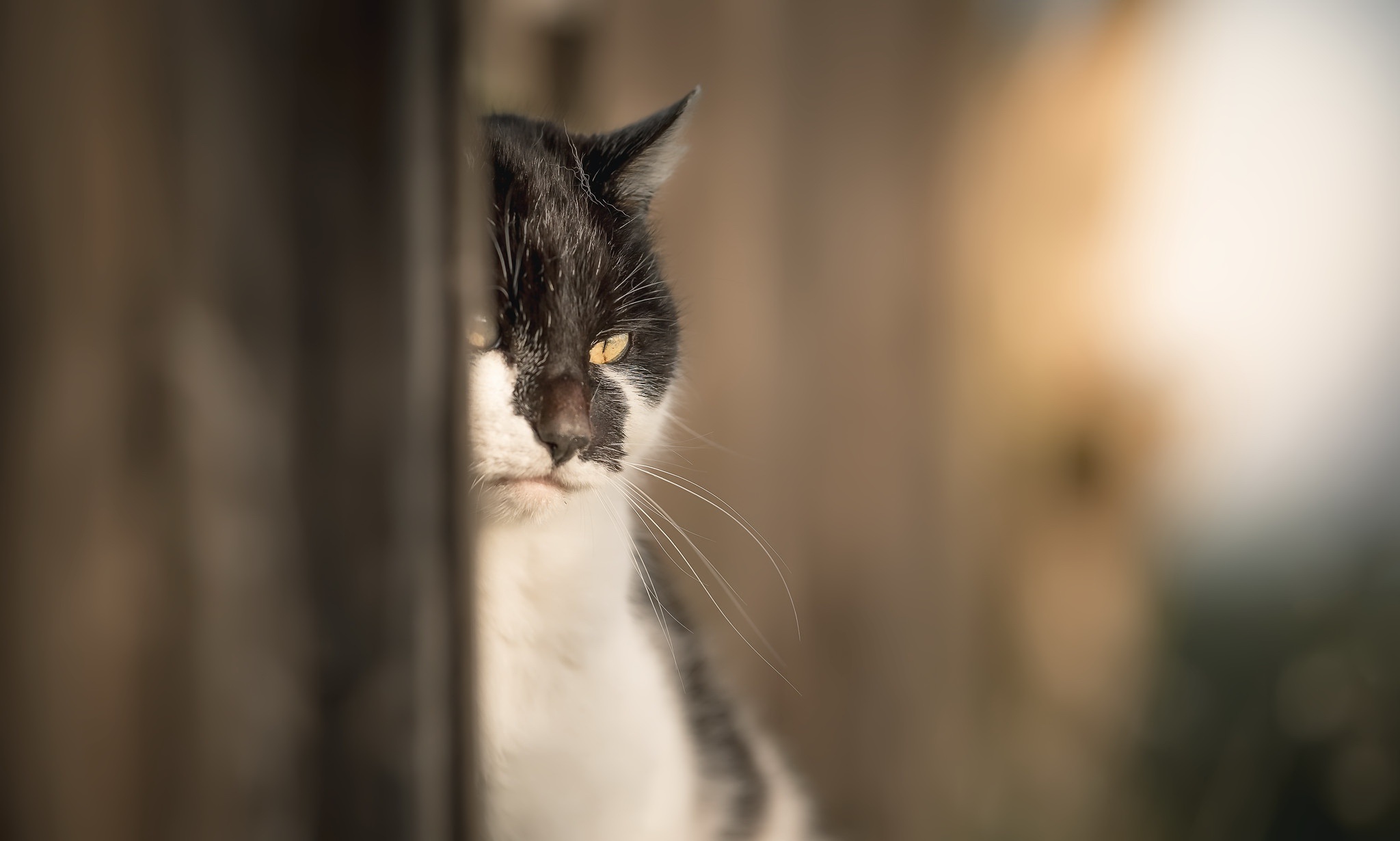 Baixar papel de parede para celular de Animais, Gatos, Gato gratuito.