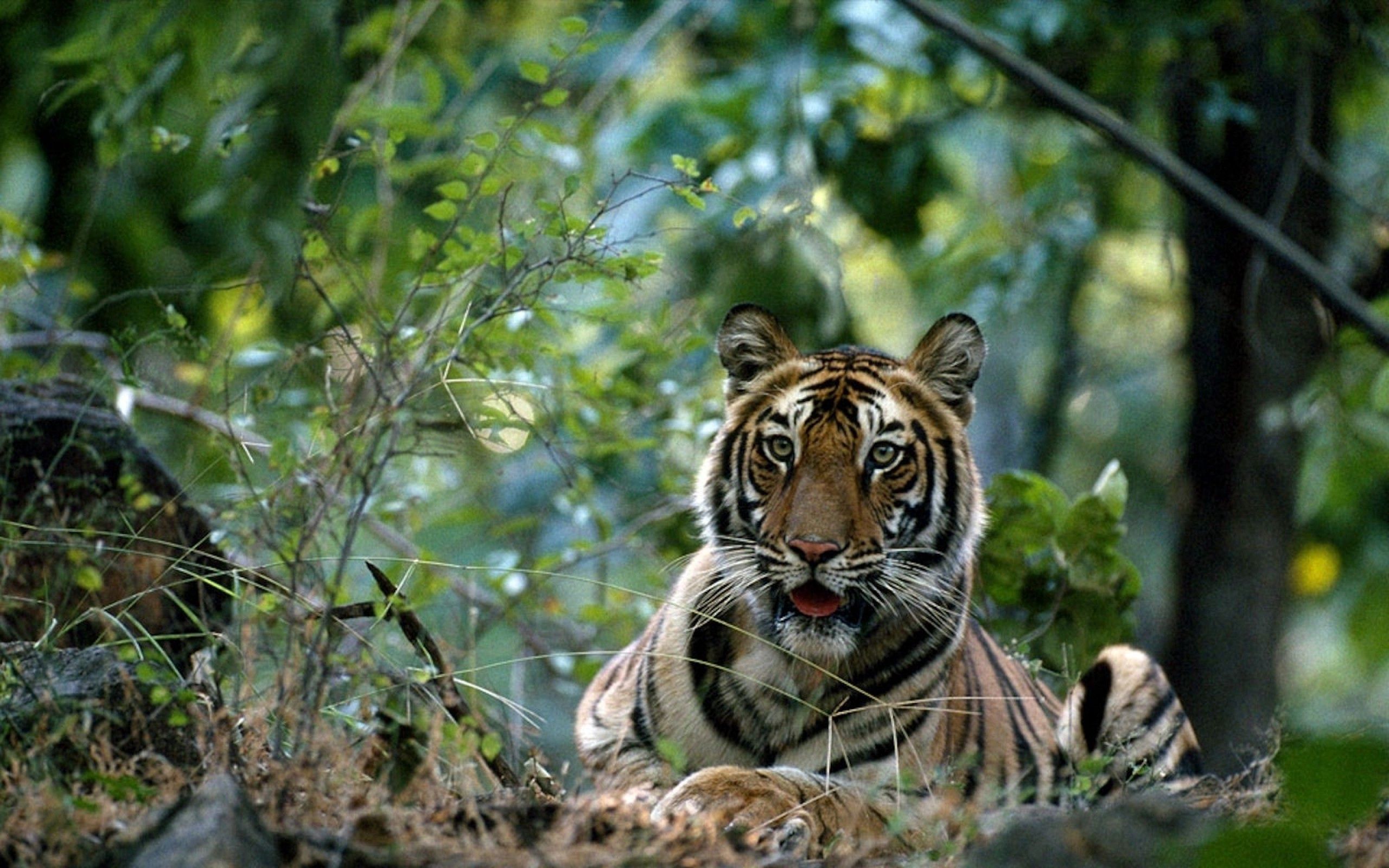 128014 скачать картинку большая кошка, тигр, животные, трава, лес - обои и заставки бесплатно