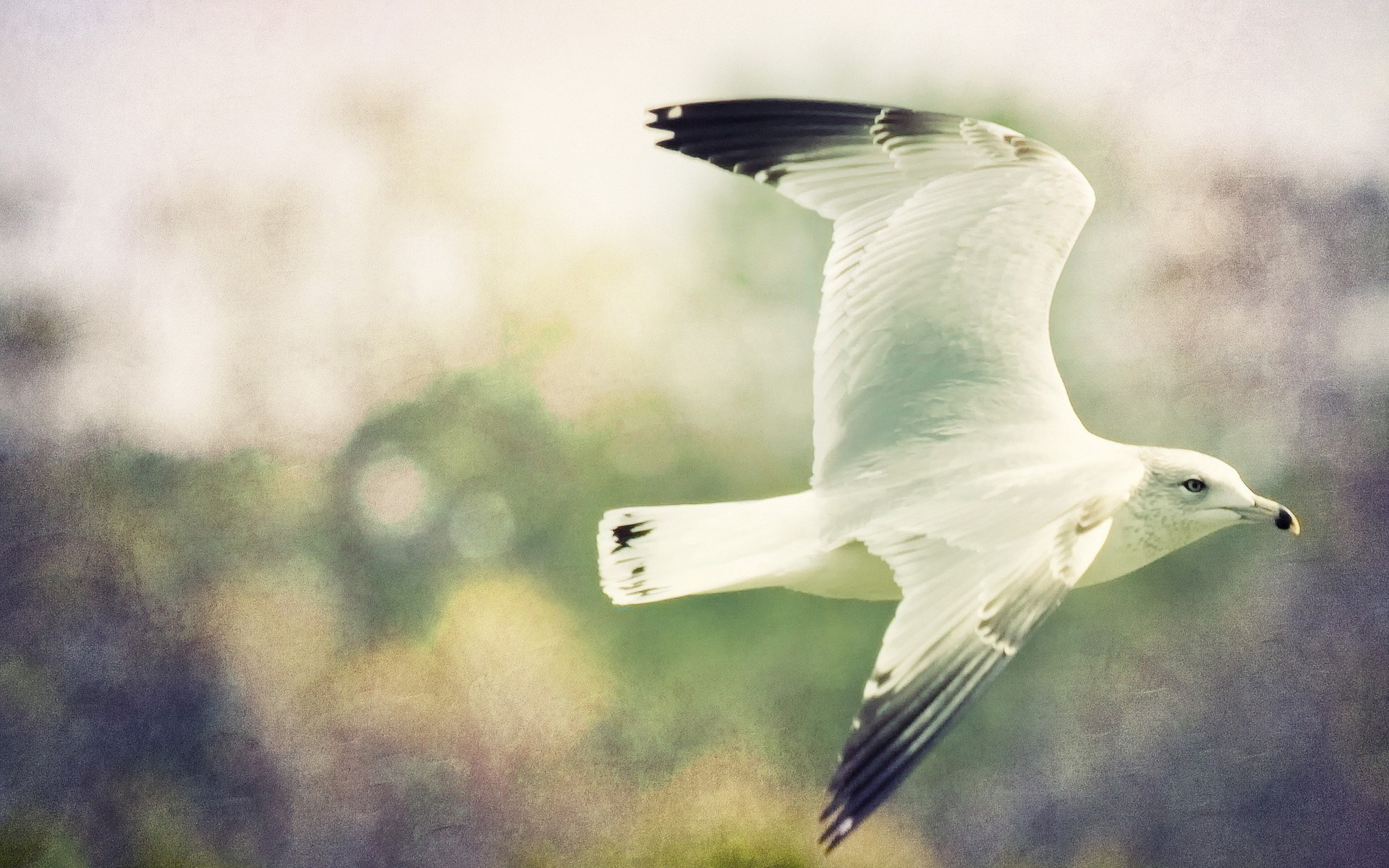 Baixar papel de parede para celular de Animais, Aves, Pássaro gratuito.