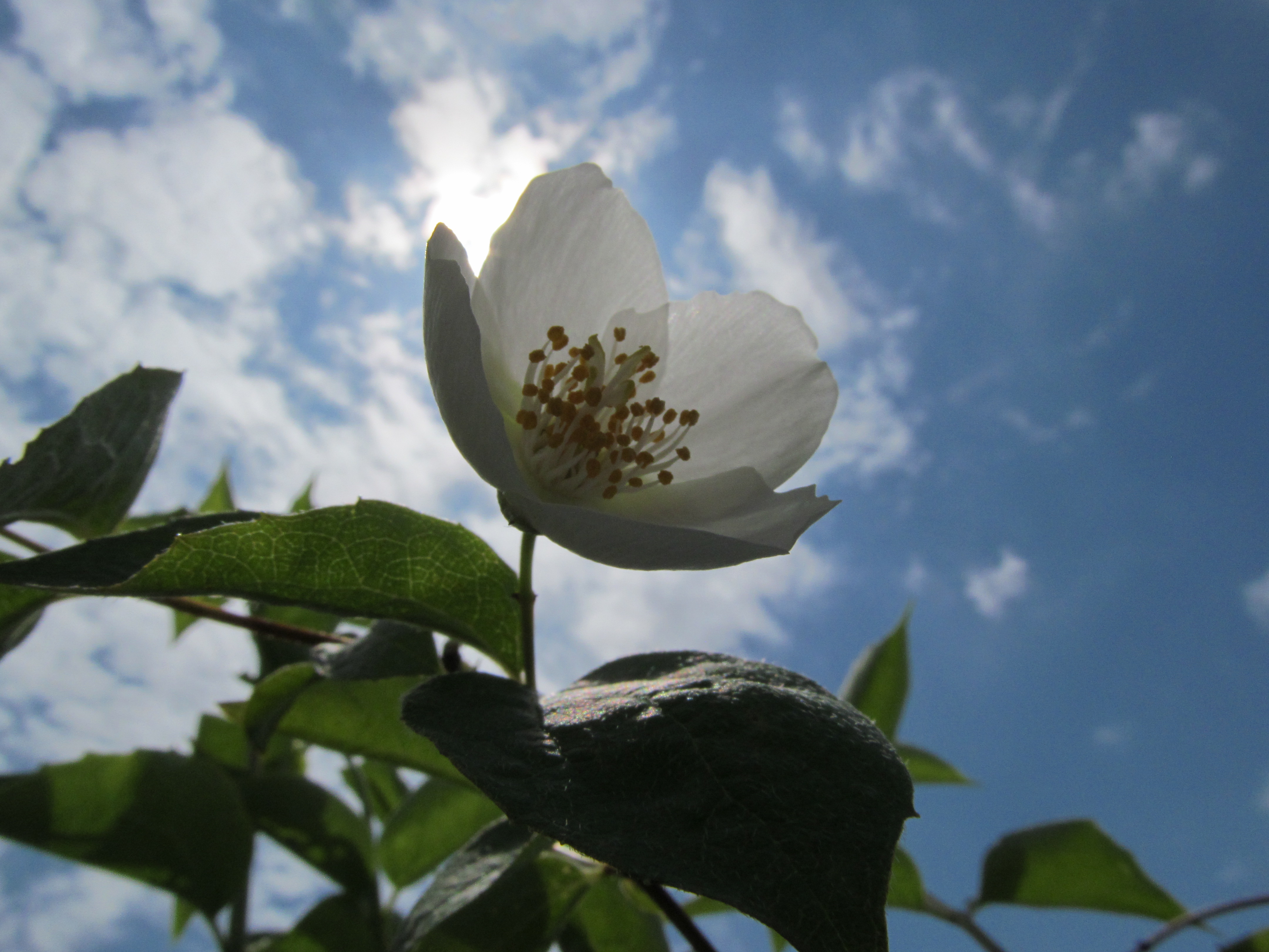 Laden Sie das Blumen, Blume, Erde/natur-Bild kostenlos auf Ihren PC-Desktop herunter