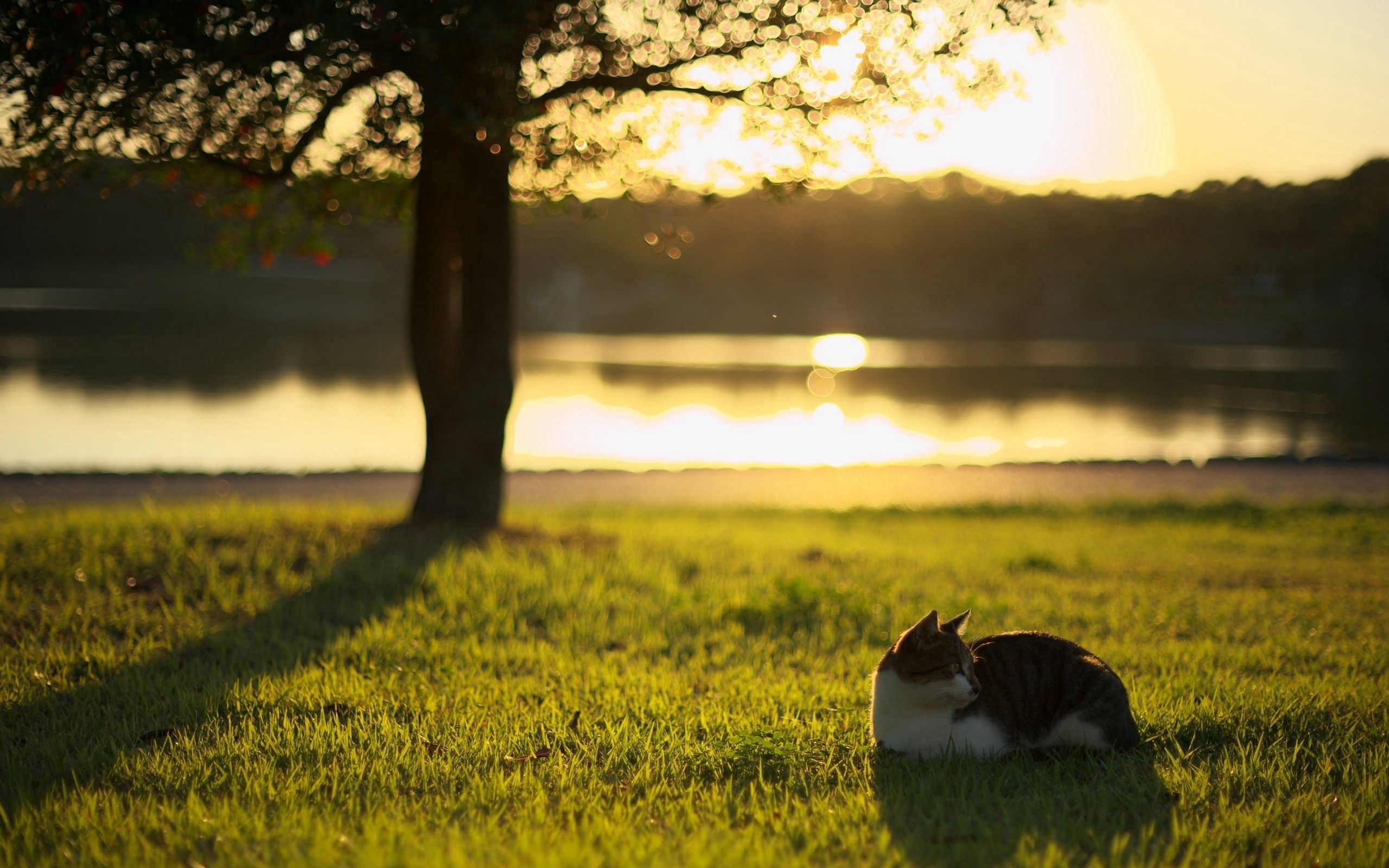 PCデスクトップに動物, 川, 草, 輝く, 光, ネコ, 猫画像を無料でダウンロード