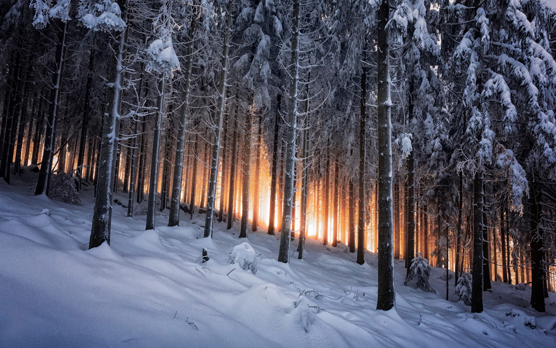 Скачать обои бесплатно Зима, Лес, Земля/природа картинка на рабочий стол ПК