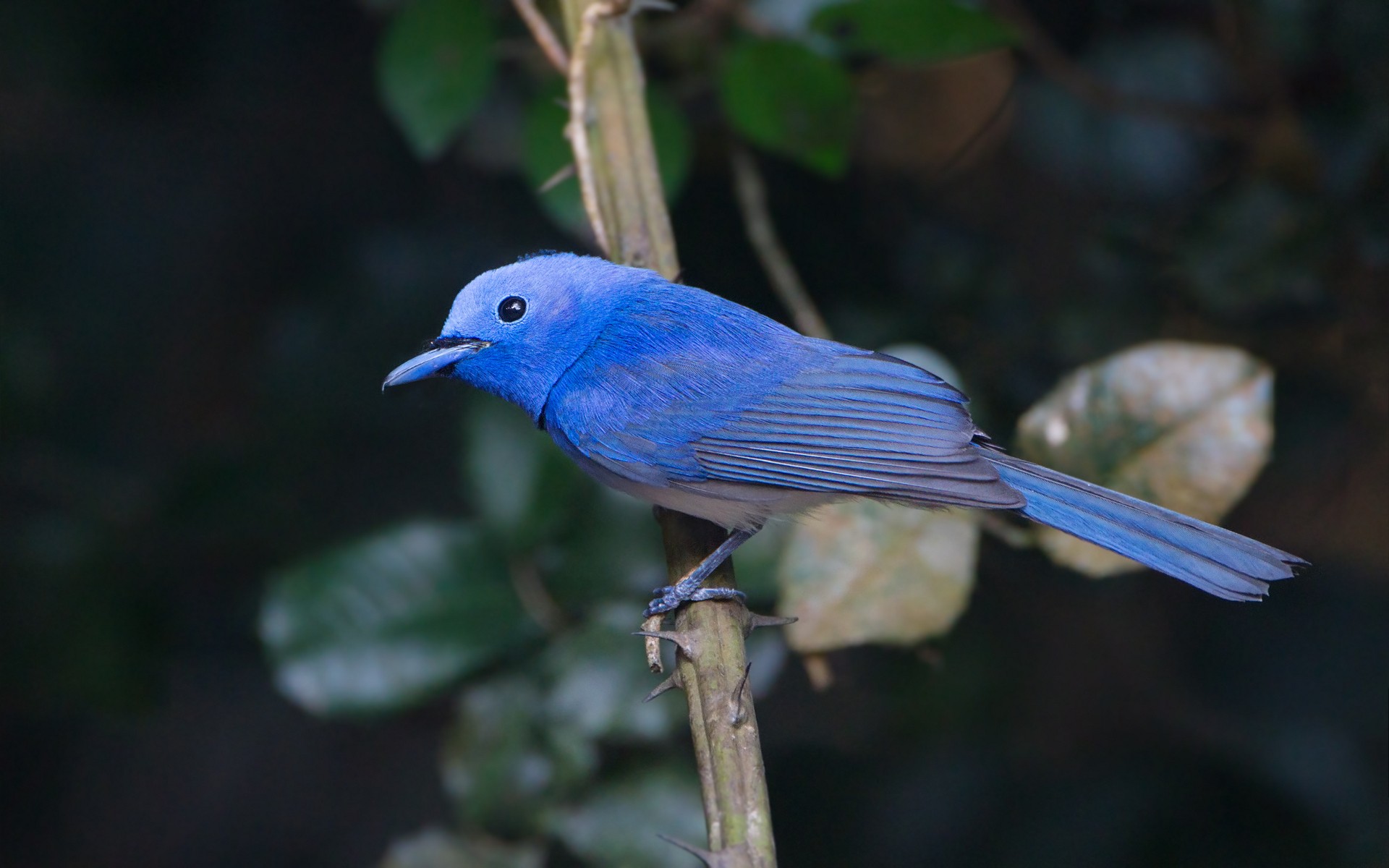 Laden Sie das Tiere, Vögel, Vogel-Bild kostenlos auf Ihren PC-Desktop herunter