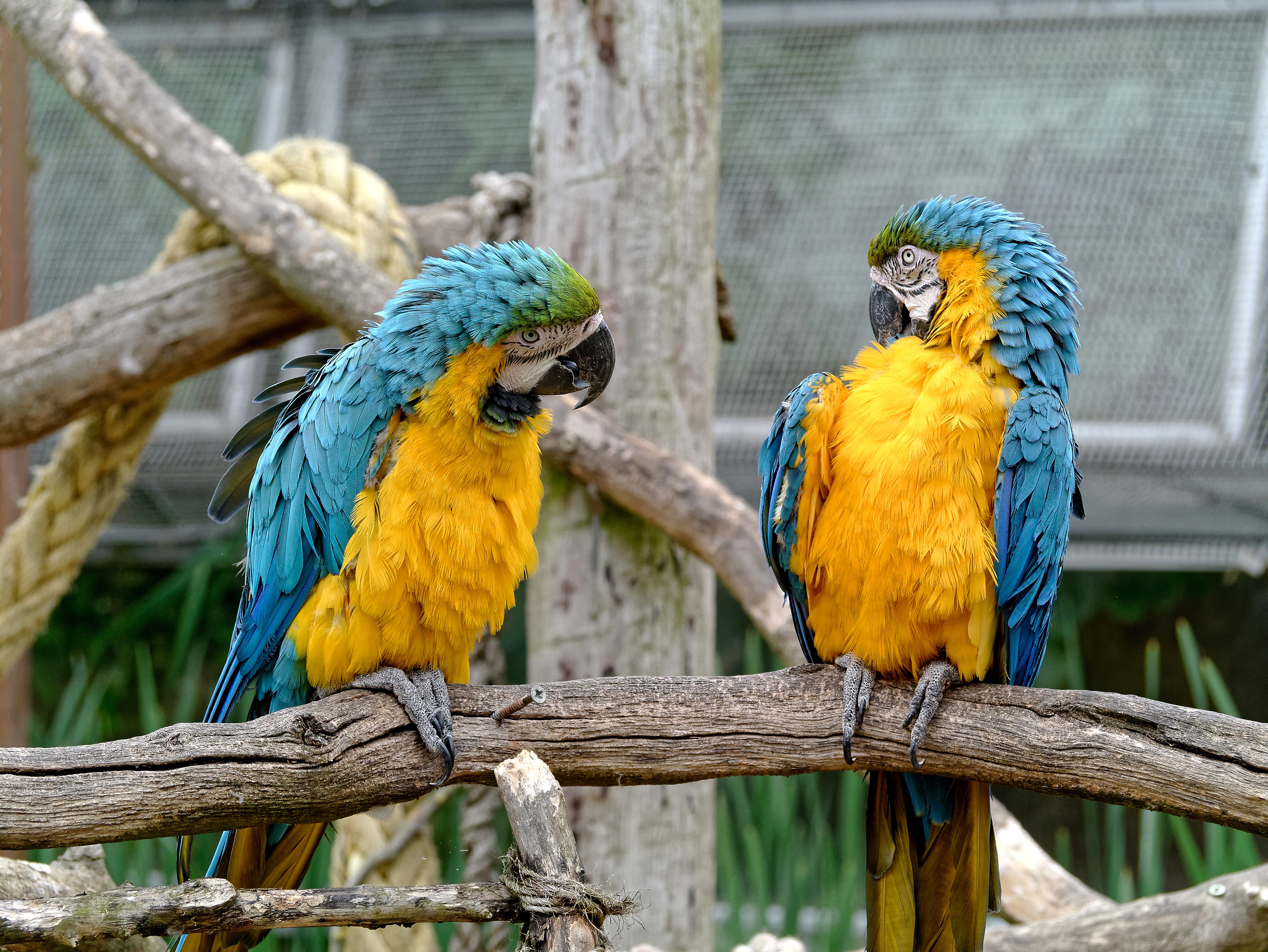 Free download wallpaper Animals, Pair, Zoo, Birds, Couple, Parrots on your PC desktop