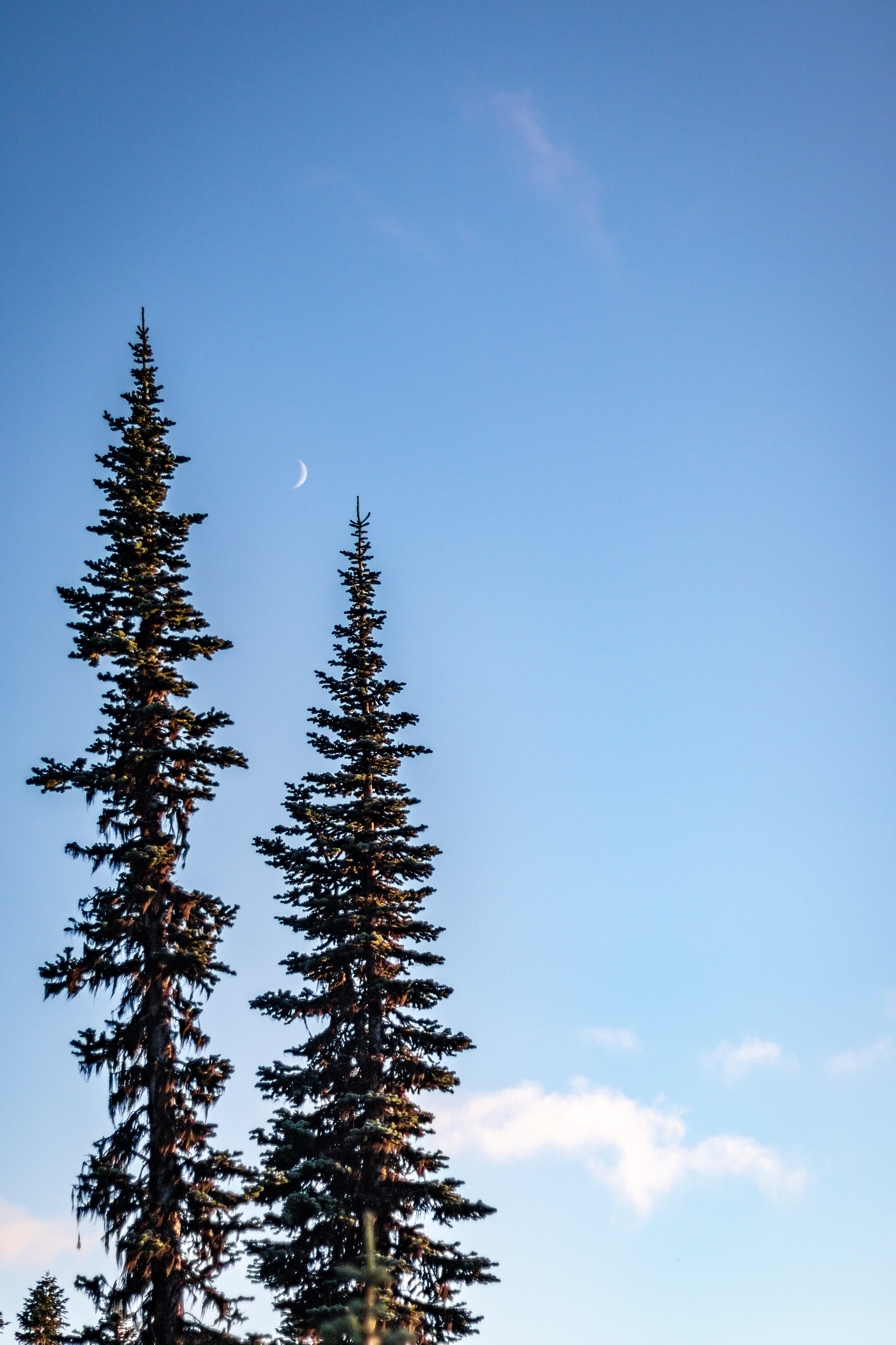 Download mobile wallpaper Spruce, Fir, Trees, Sky, Nature, Moon for free.