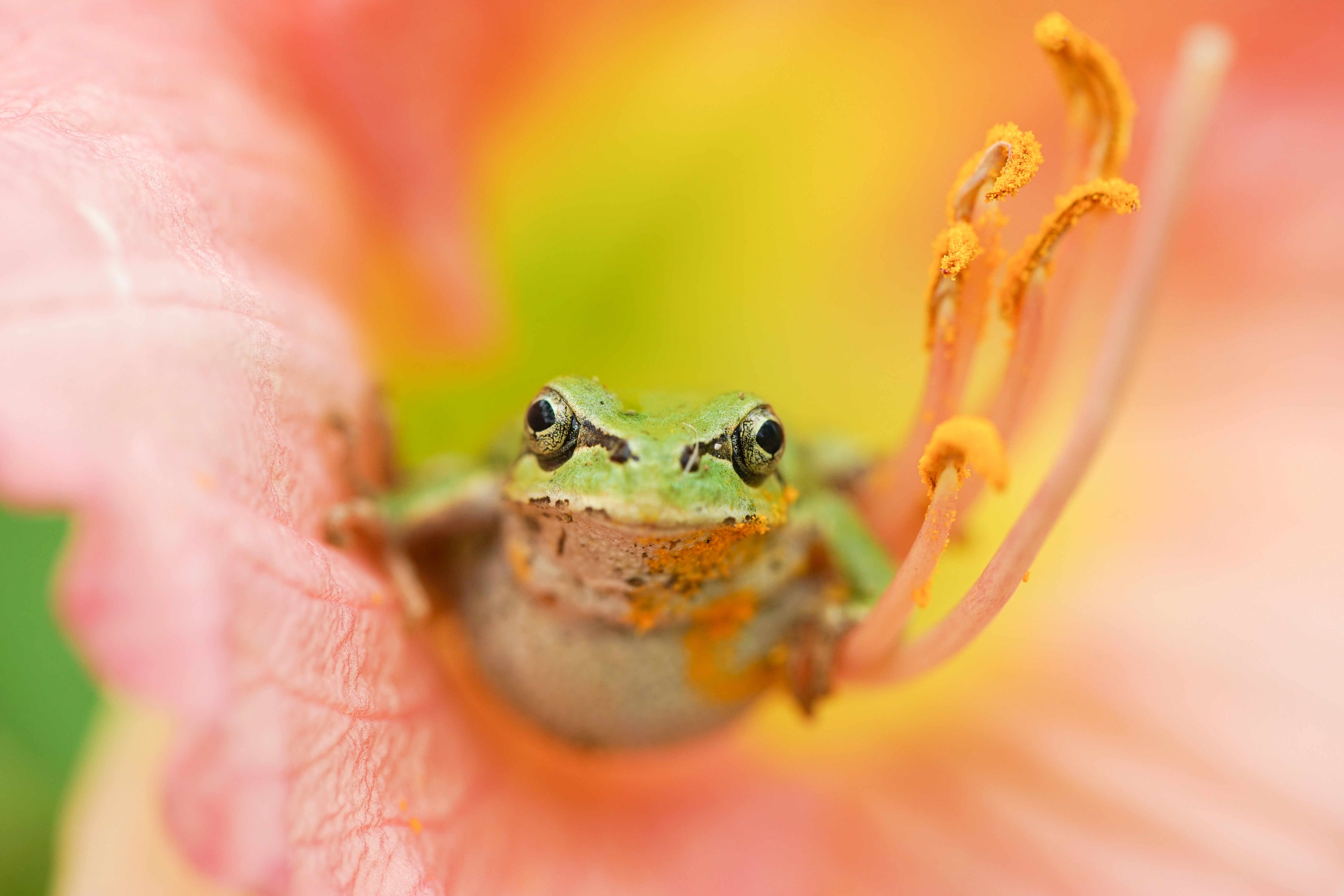 Download mobile wallpaper Frogs, Flower, Animal, Frog, Amphibian for free.