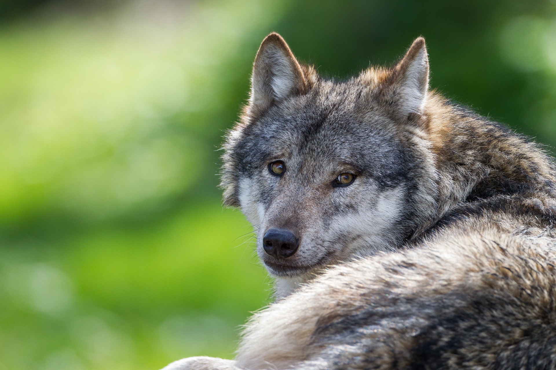 無料モバイル壁紙動物, オオカミ, 狼をダウンロードします。