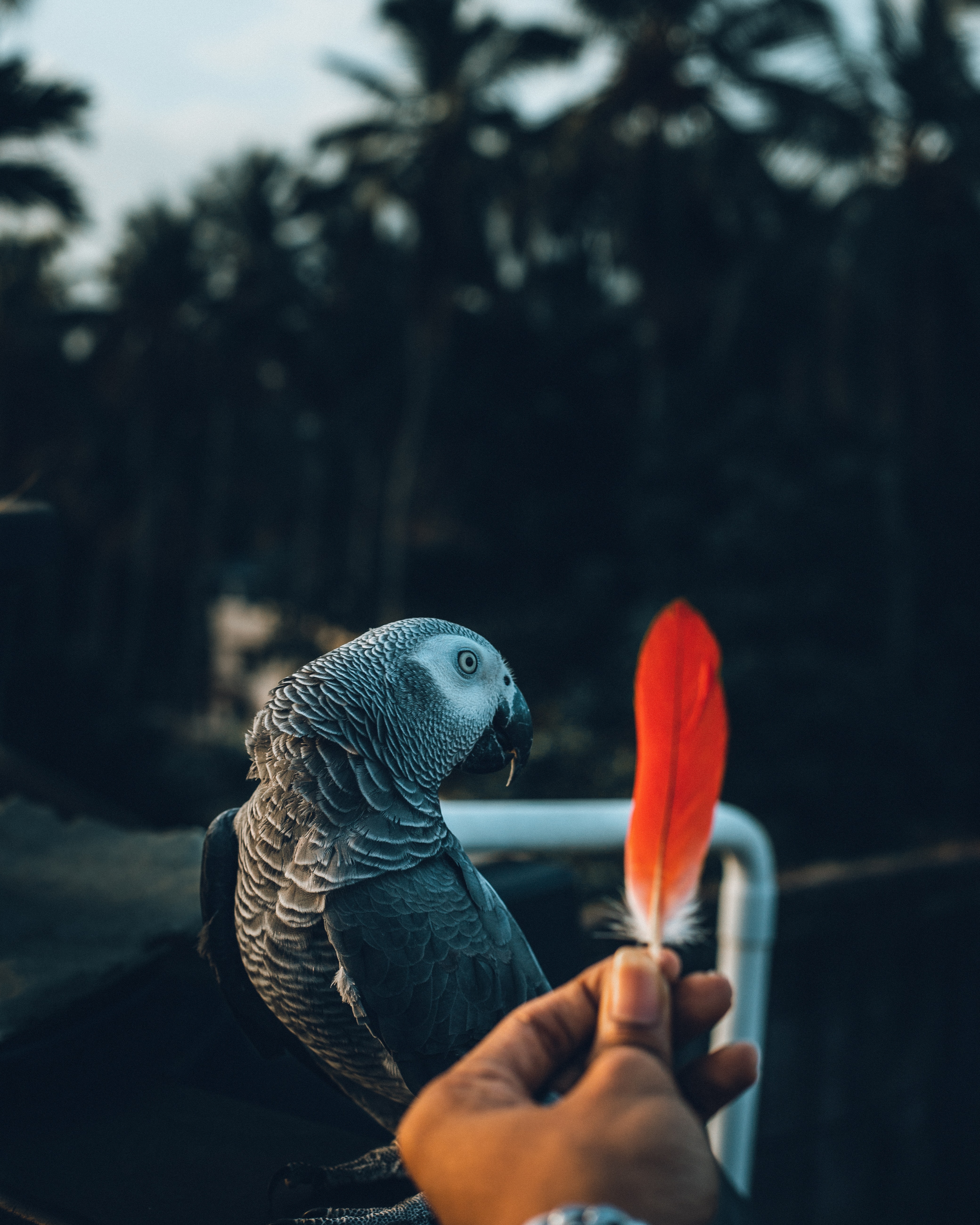 Download mobile wallpaper Hand, Pen, Animals, Bird, Parrots, Feather for free.
