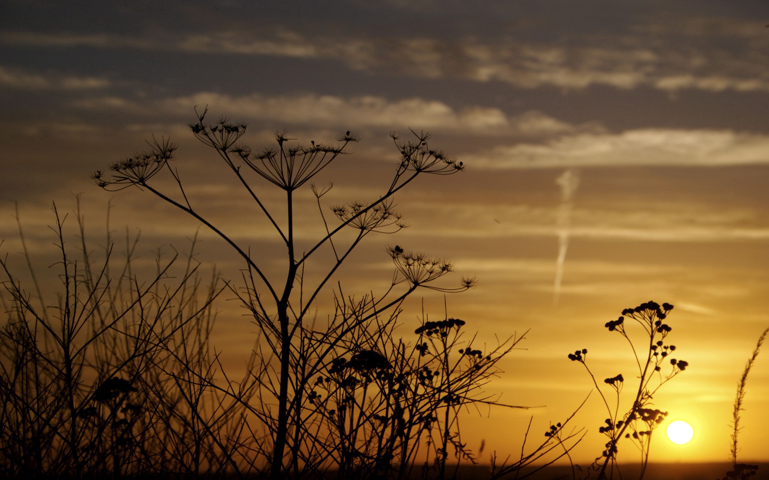 Free download wallpaper Grass, Evening, Nature, Sunset, Field, Silhouettes on your PC desktop