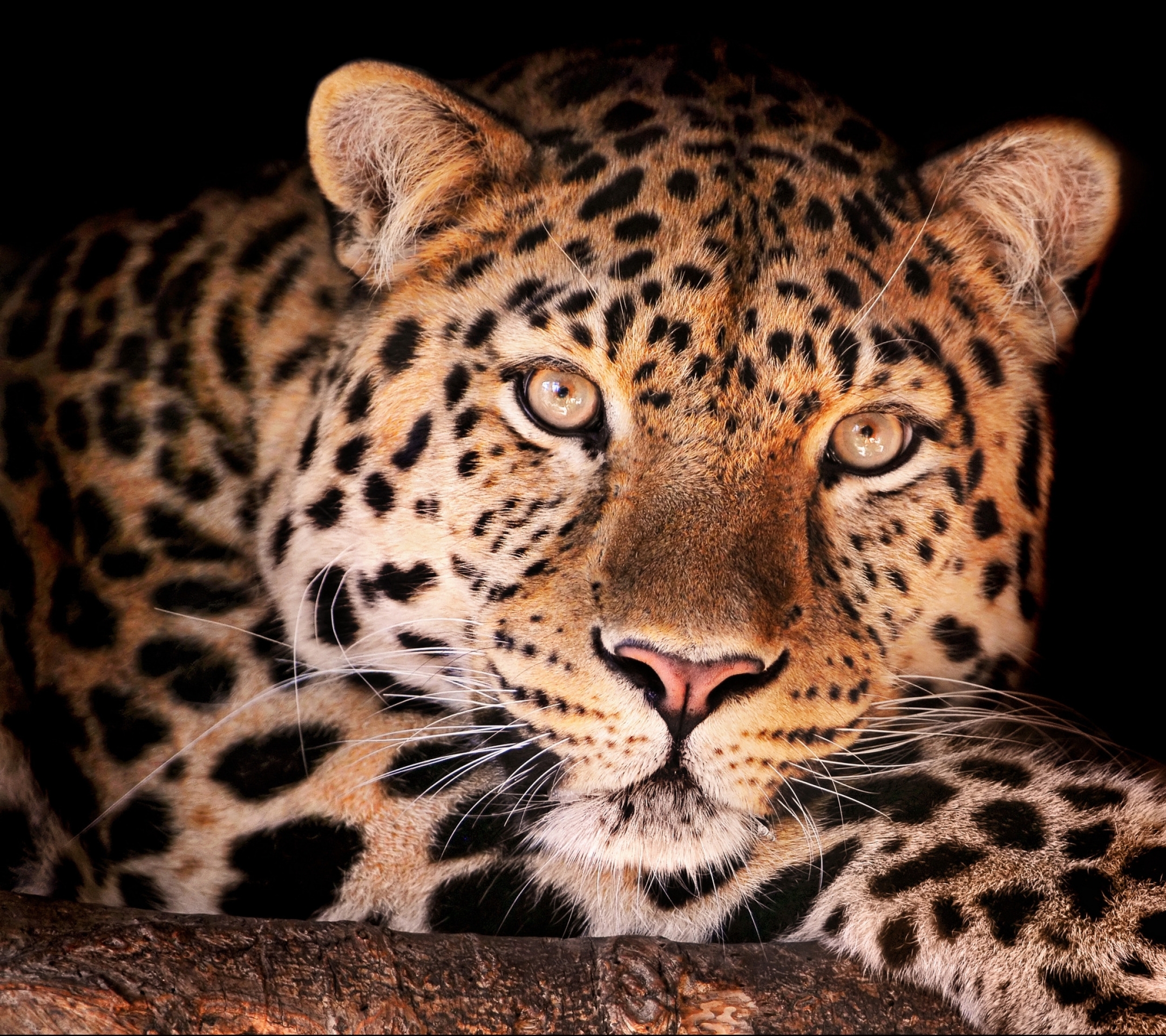 Descarga gratuita de fondo de pantalla para móvil de Animales, Gatos, Leopardo.