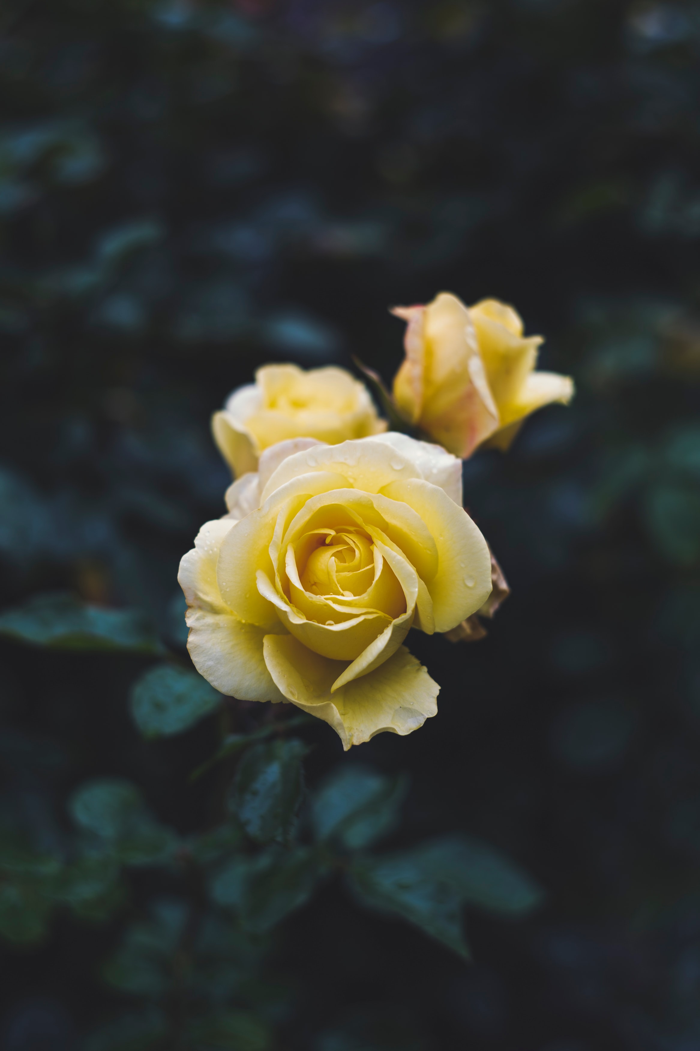 Скачать обои бесплатно Желтый, Макро, Роза, Растение, Цветок, Цветы картинка на рабочий стол ПК