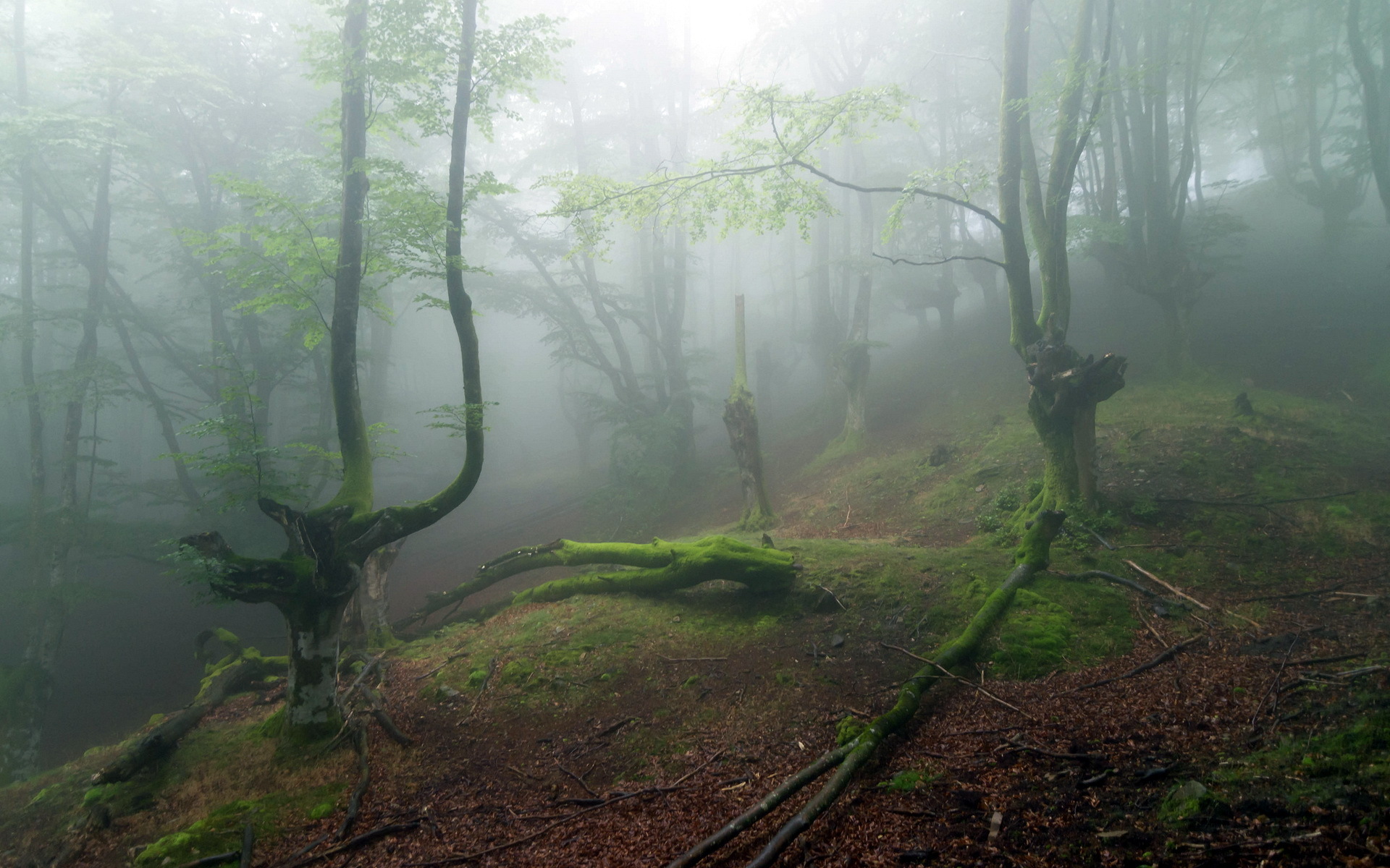 Скачать картинку Лес, Туман, Земля/природа в телефон бесплатно.