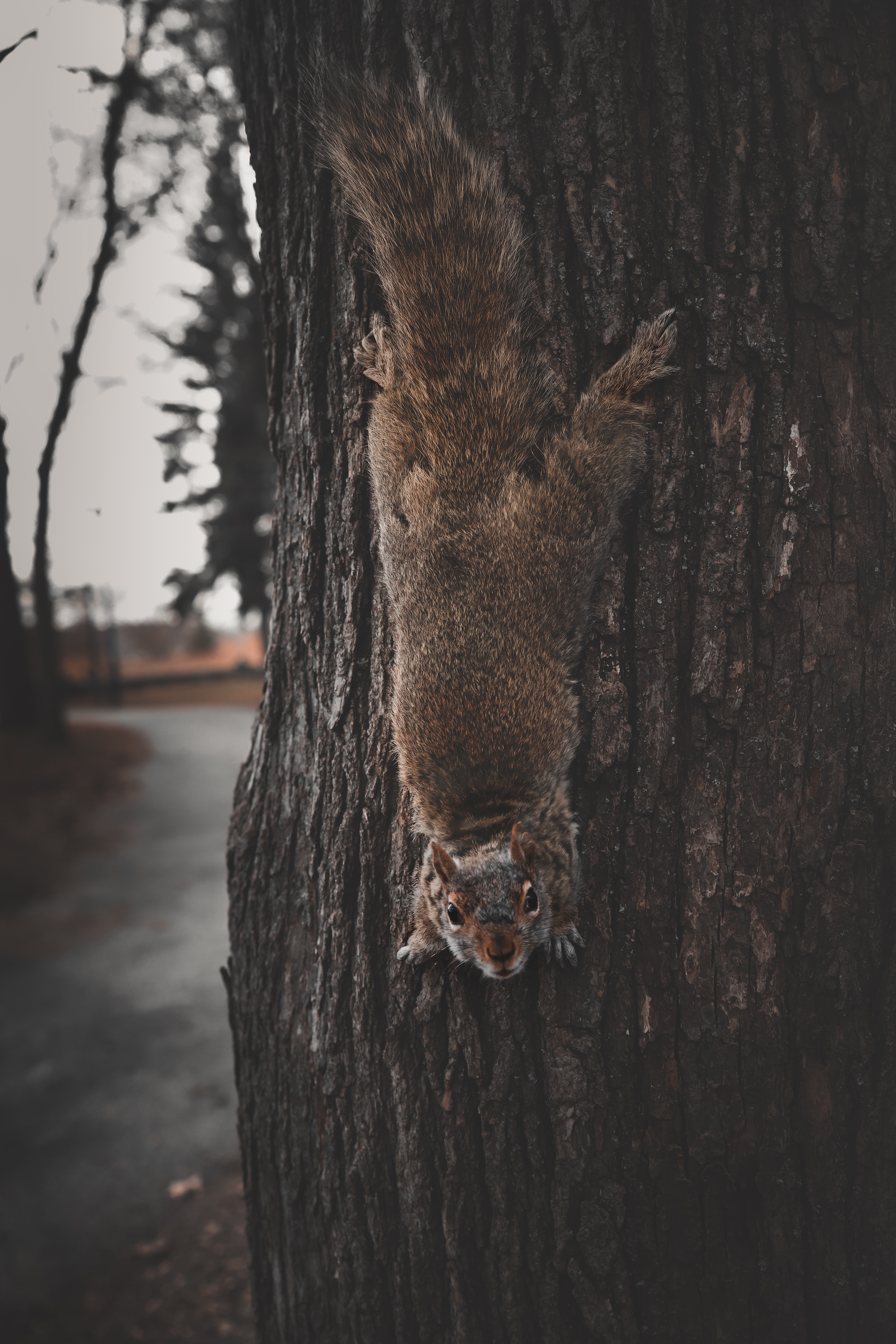Download mobile wallpaper Dexterous, Rodent, Deft, Animals, Squirrel, Funny for free.