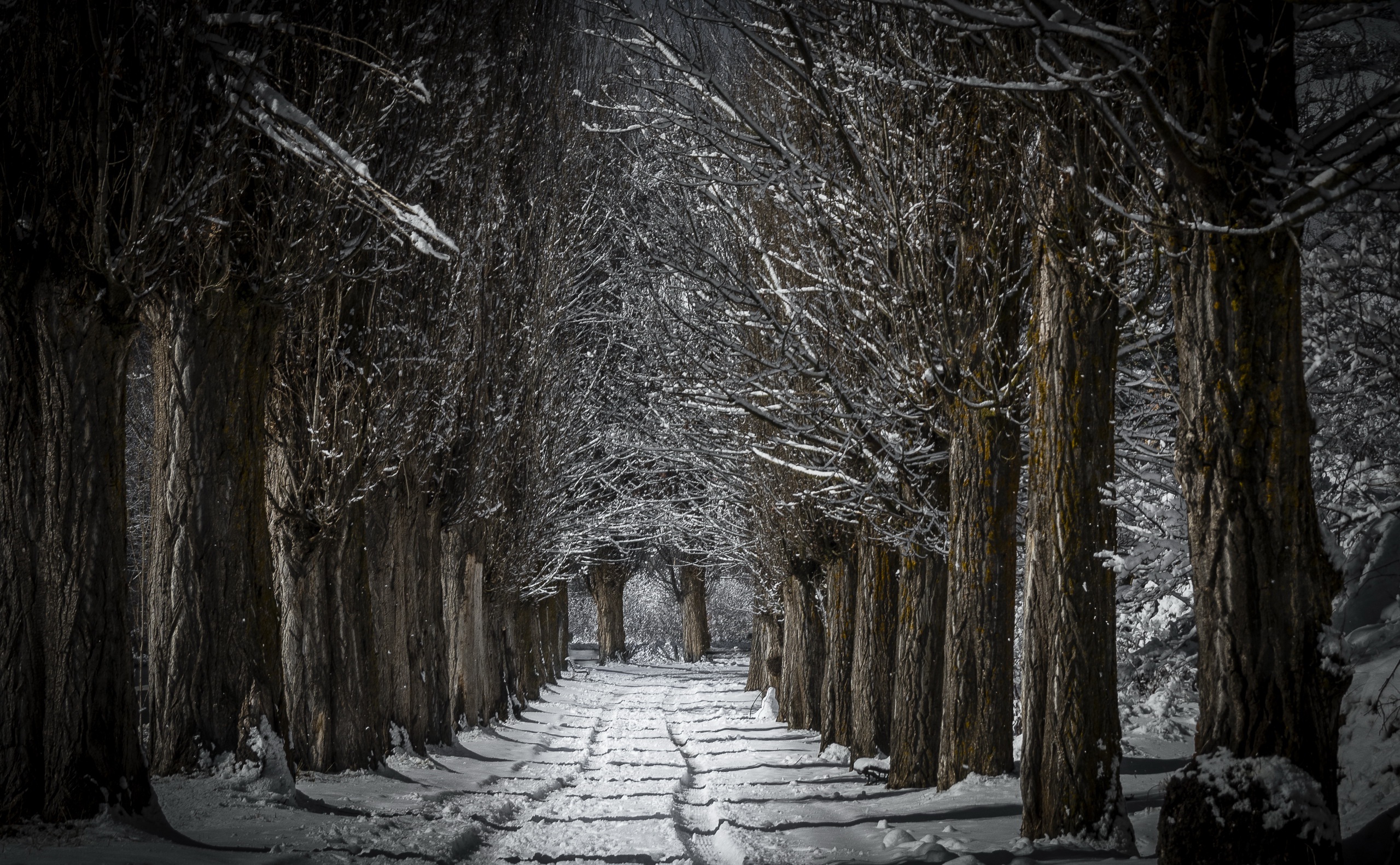 Download mobile wallpaper Winter, Nature, Snow, Tree, Earth, Path, Tree Lined for free.