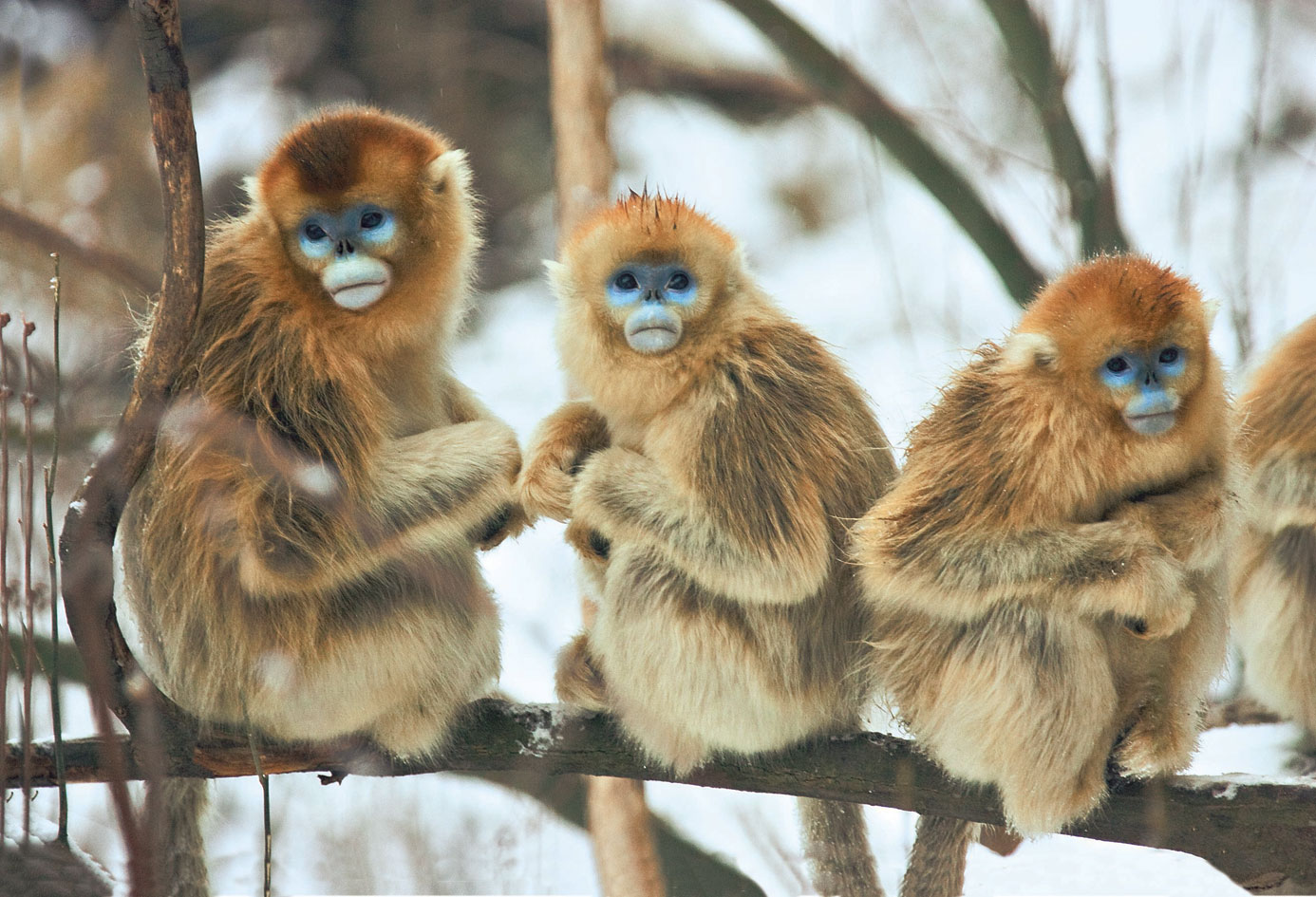 373776 descargar imagen mono dorado de nariz chata, animales, monos: fondos de pantalla y protectores de pantalla gratis