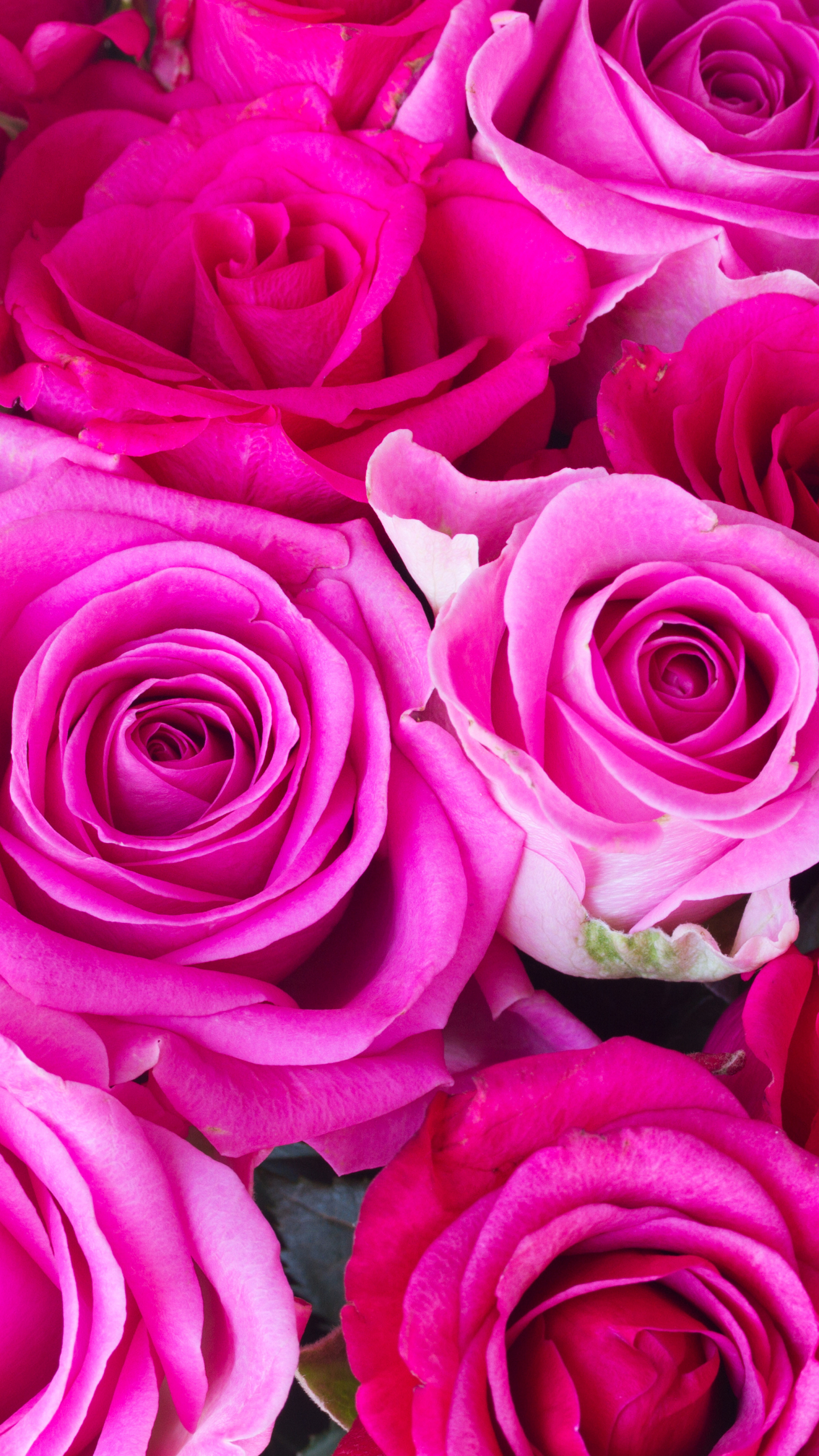 Download mobile wallpaper Flowers, Flower, Rose, Earth, Pink Flower for free.