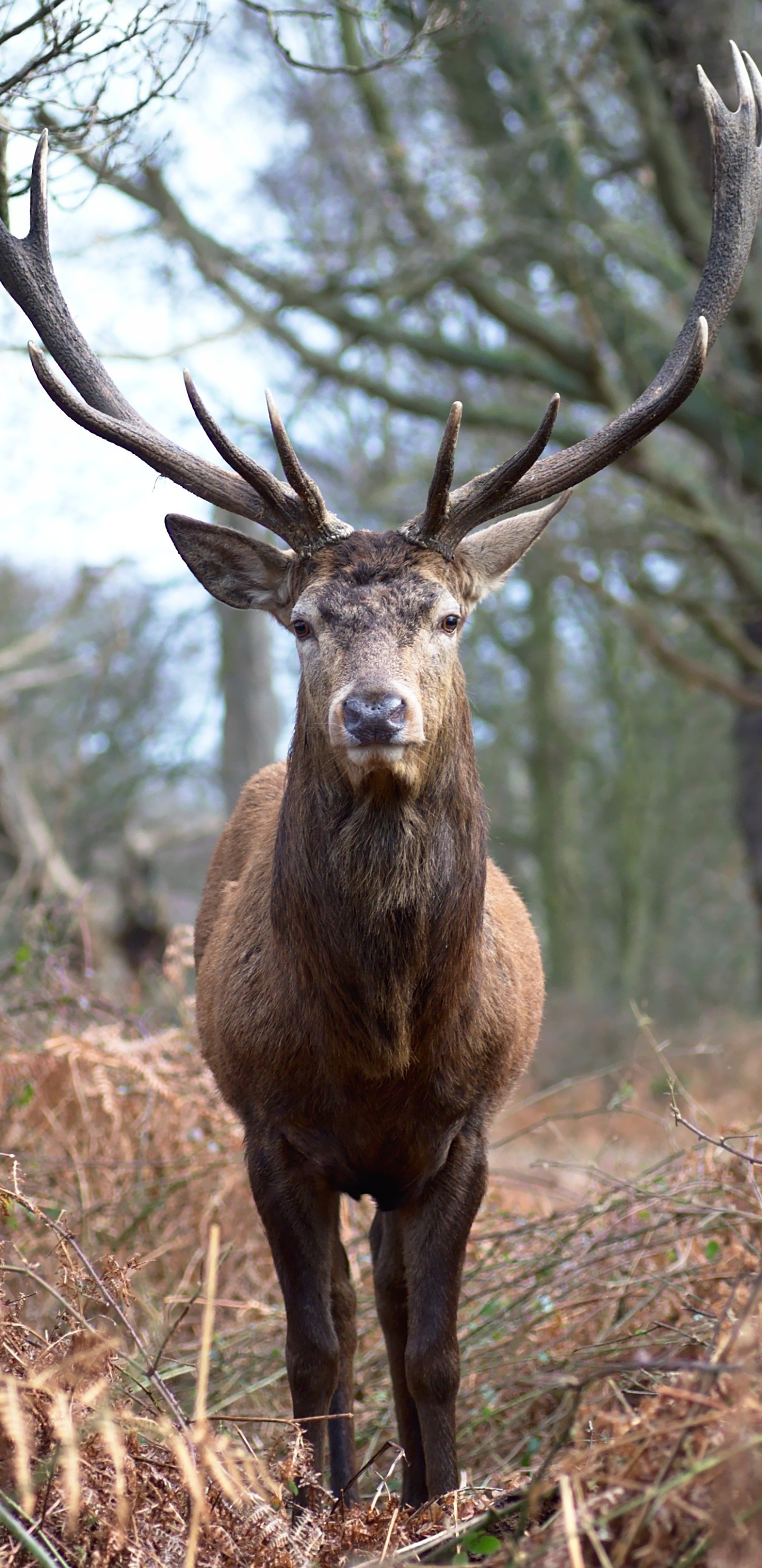 Handy-Wallpaper Tiere, Herbst, Hirsch, Starren kostenlos herunterladen.