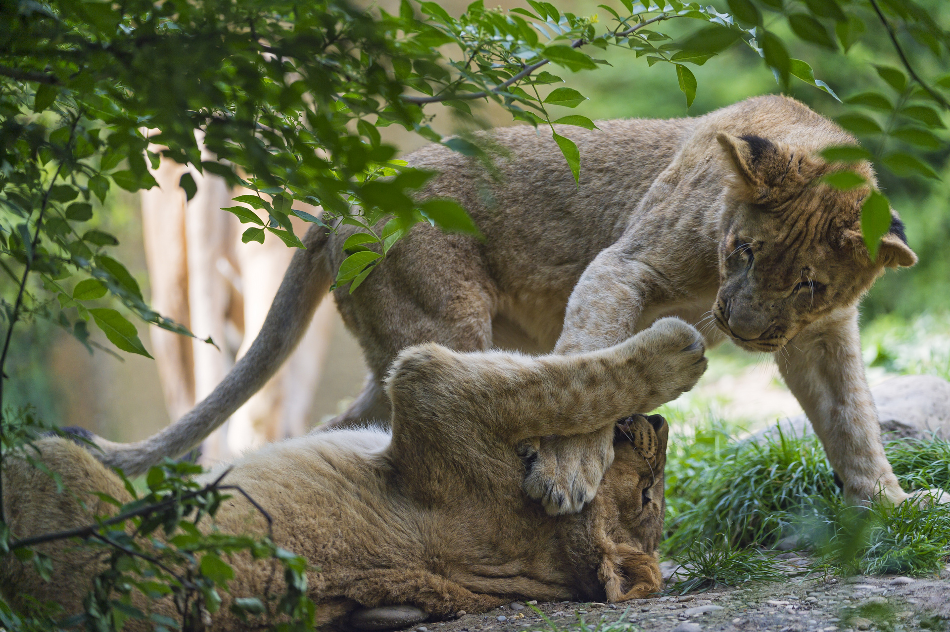 Téléchargez des papiers peints mobile Animaux, Chats, Lion gratuitement.