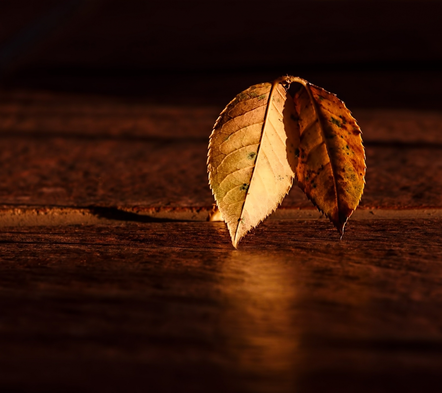 Download mobile wallpaper Nature, Leaf, Fall, Photography for free.
