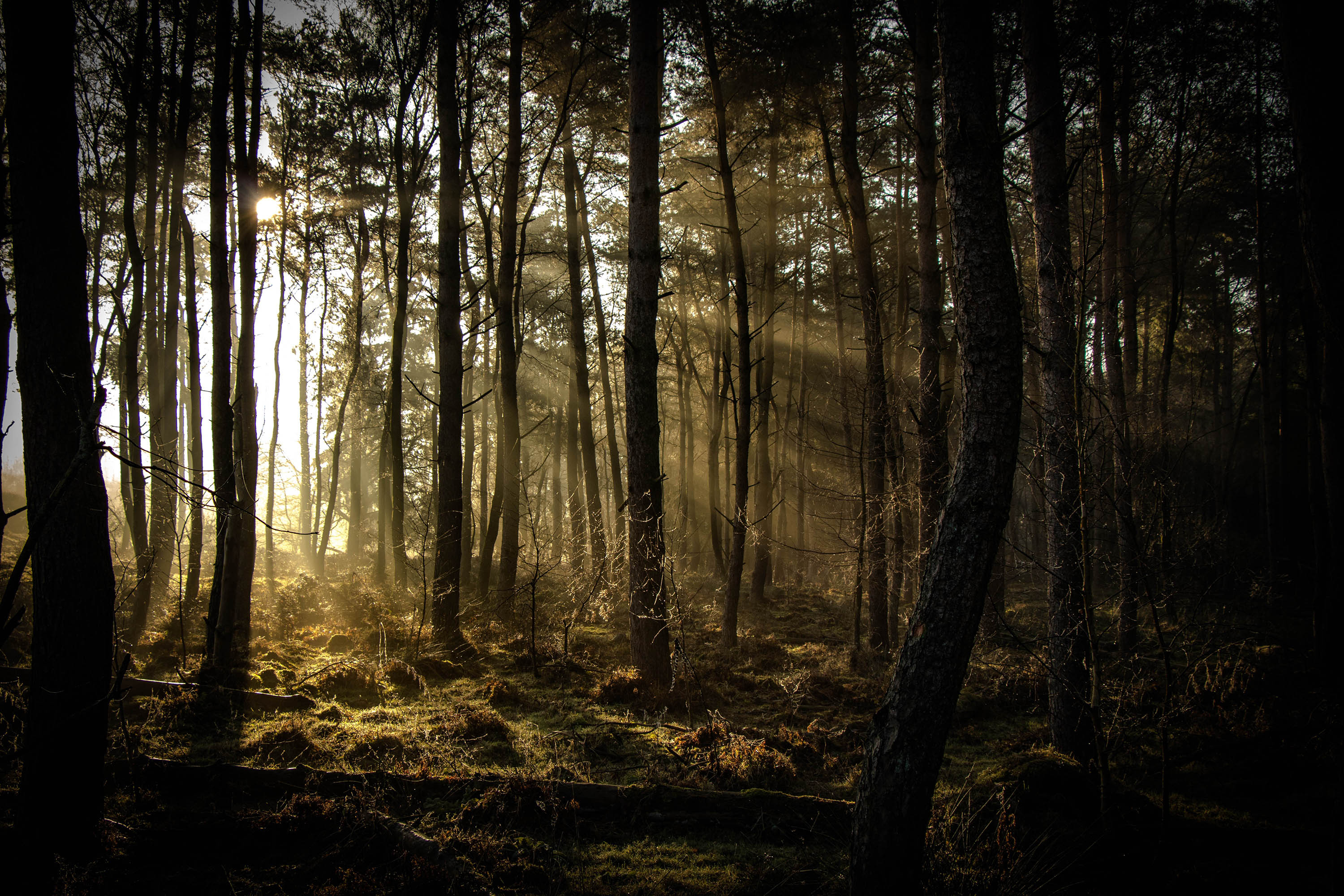 Descarga gratuita de fondo de pantalla para móvil de Bosque, Tierra/naturaleza.