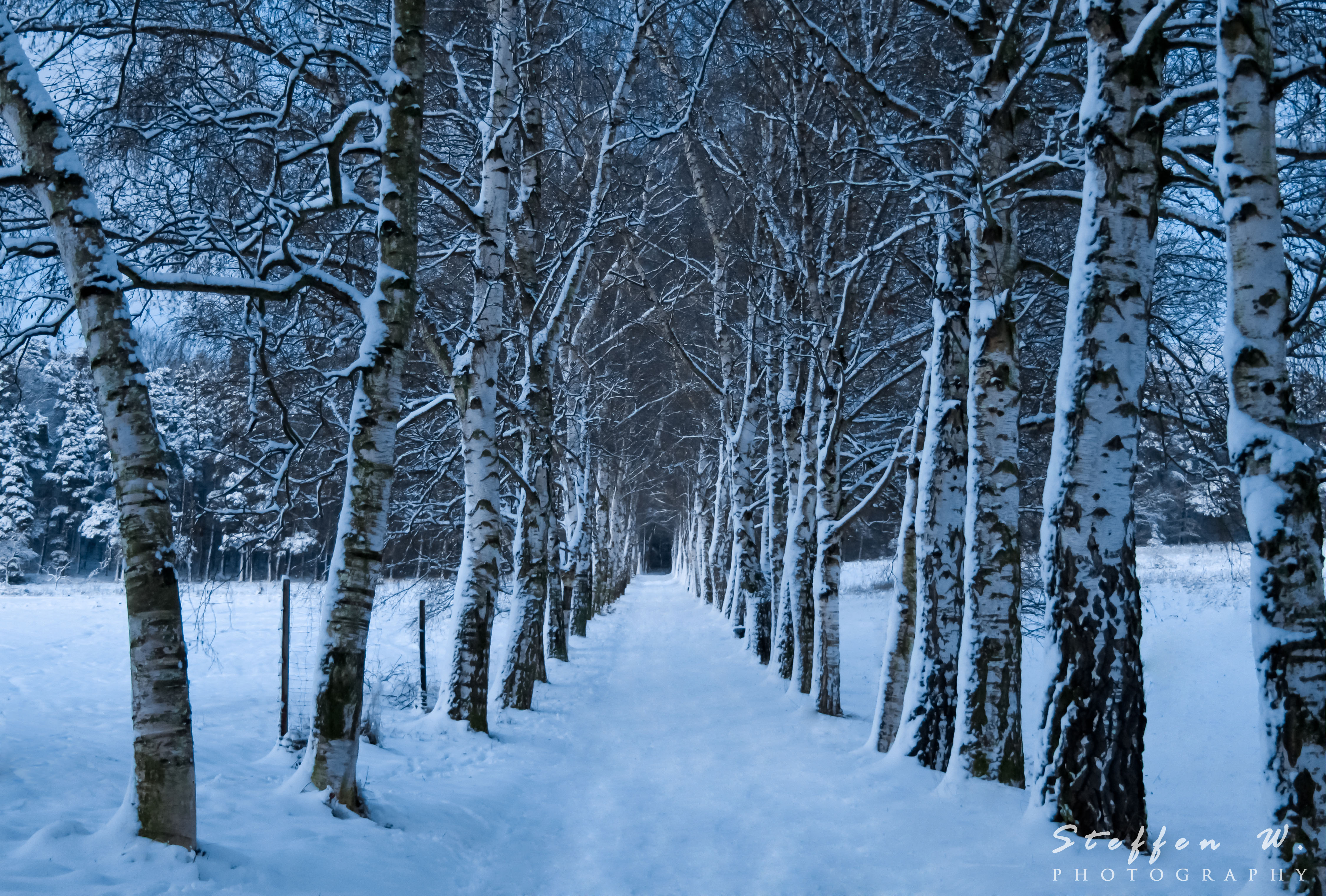Download mobile wallpaper Winter, Nature, Snow, Forest, Tree, Earth, Path for free.